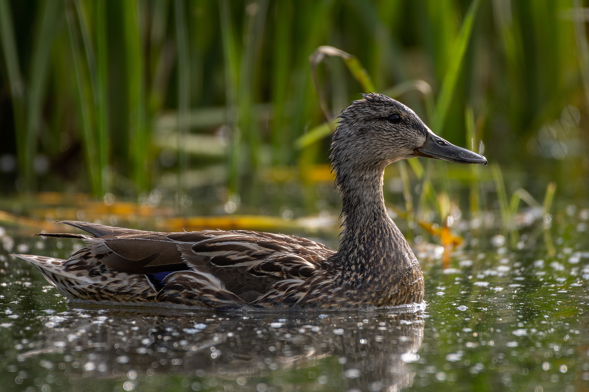 Mallard (female), Marshall Springs ponds, Fish Creek Provincial Park, Calgary, AB