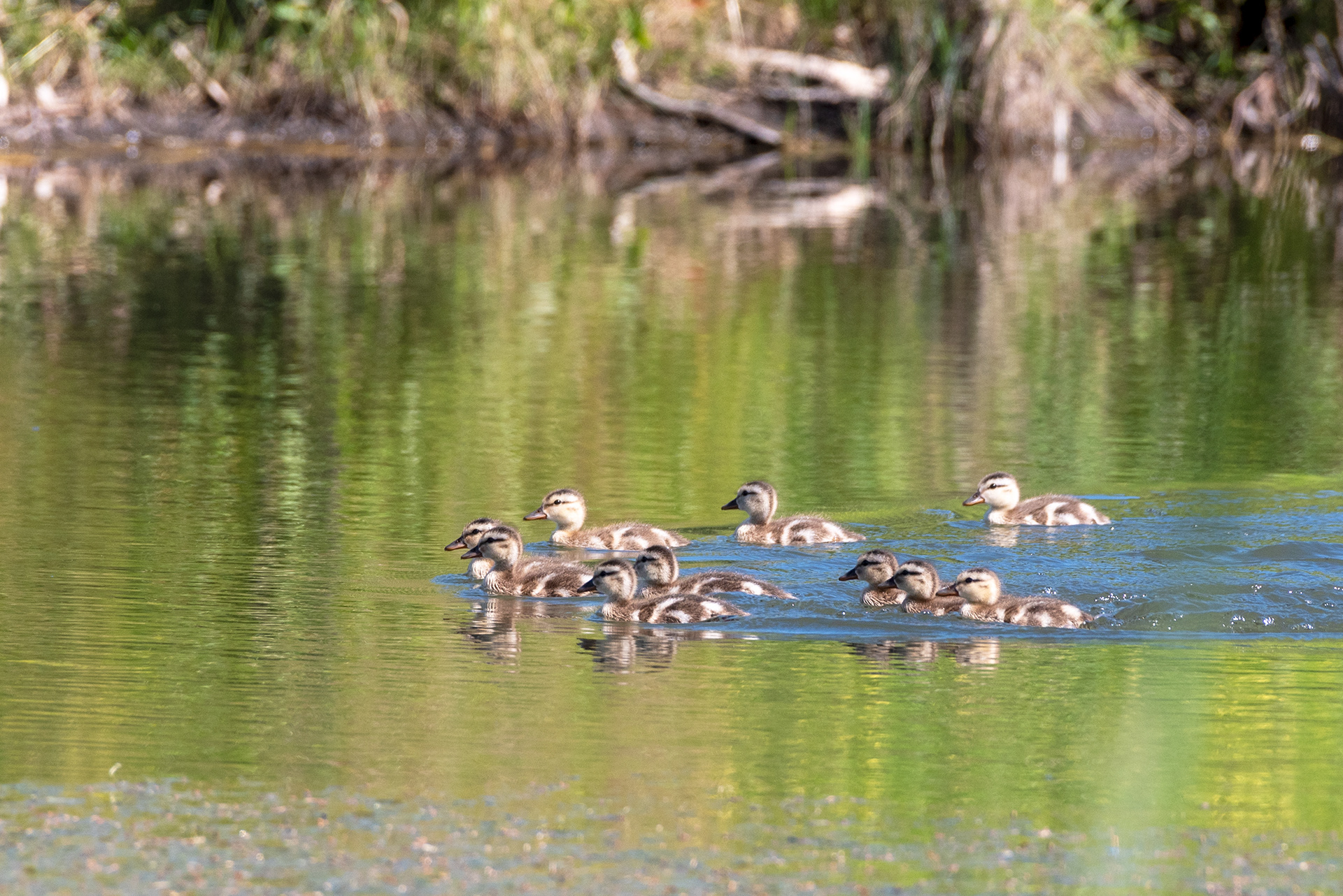 Mallard ducklings