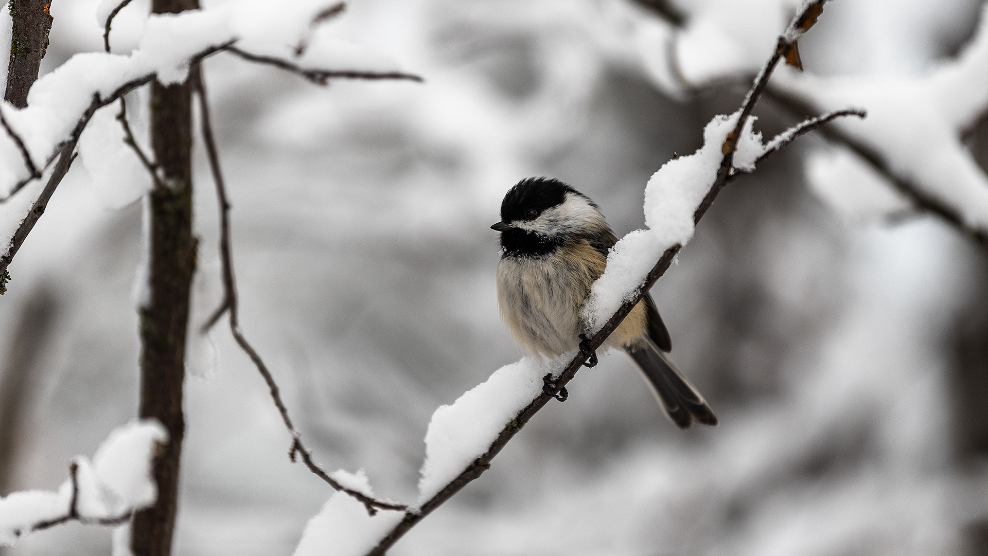 Black-capped Chickadee, Weaselhead Flats, Calgary, AB