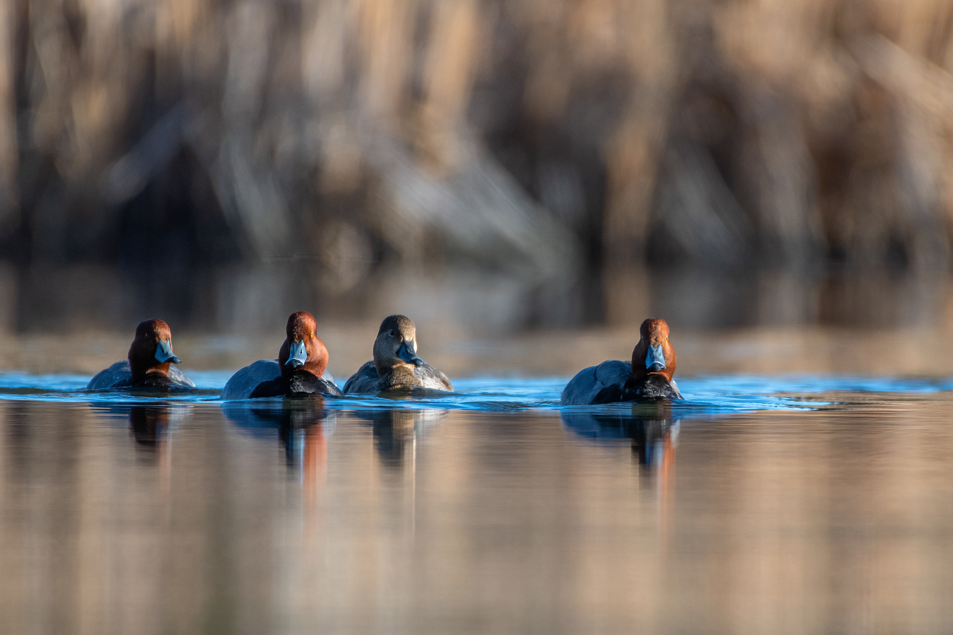 Redheads (3 male, 1 female), Marshall Springs, Fish Creek Provincial Park, Calgary, AB