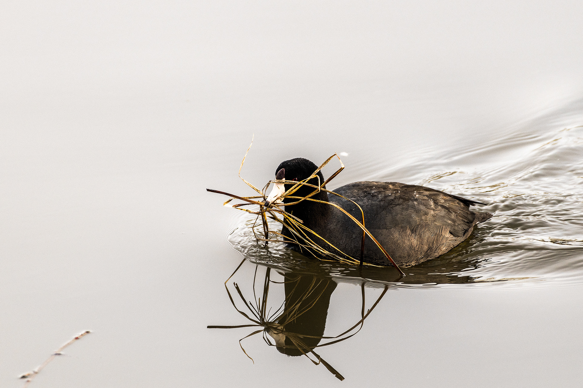 American Coot, Bridlewood Wetlands Park, Calgary, Alberta