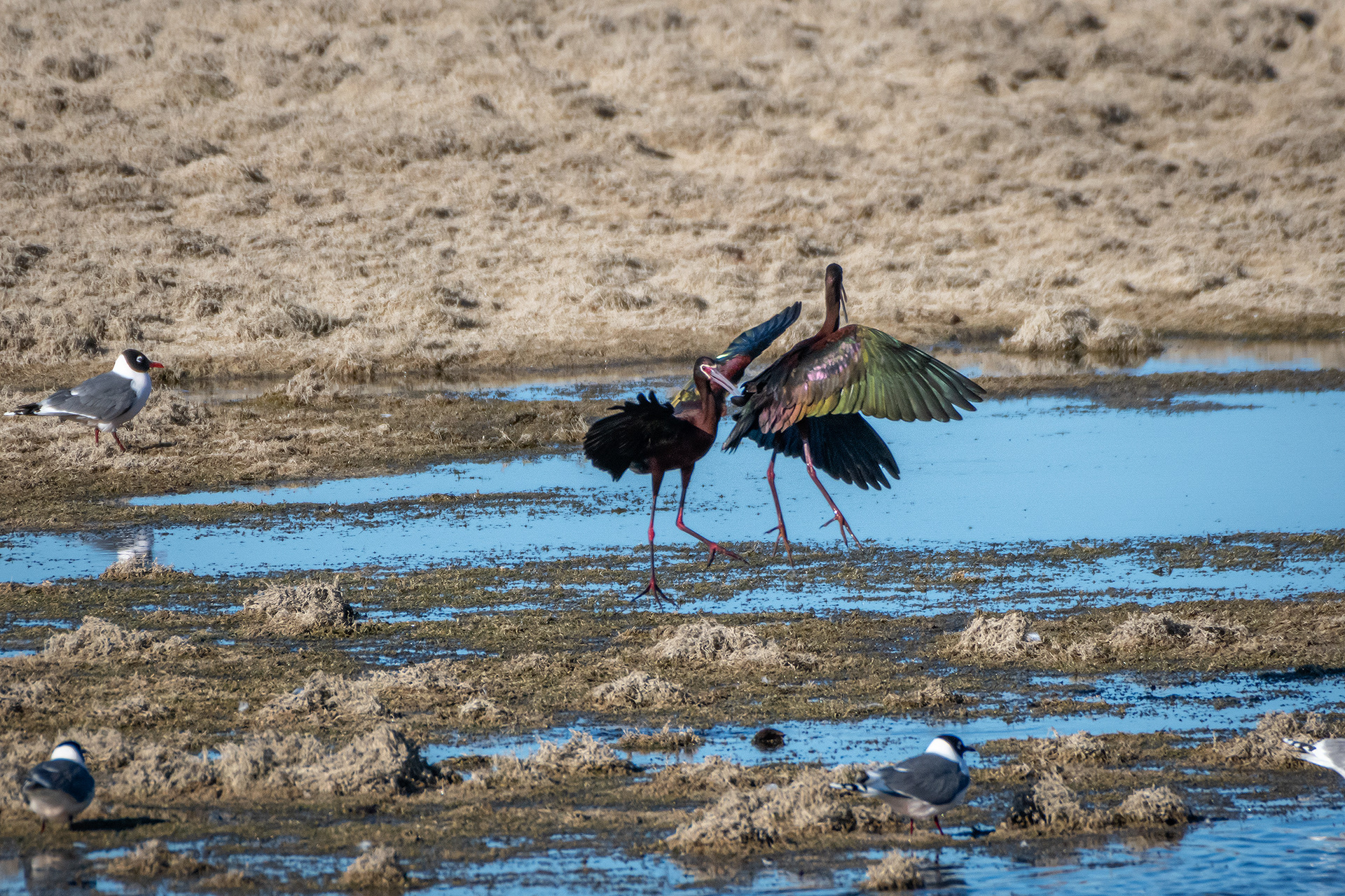 White-faced Ibises, Glenmore Reservoir, North Glenmore Park, Calgary, AB