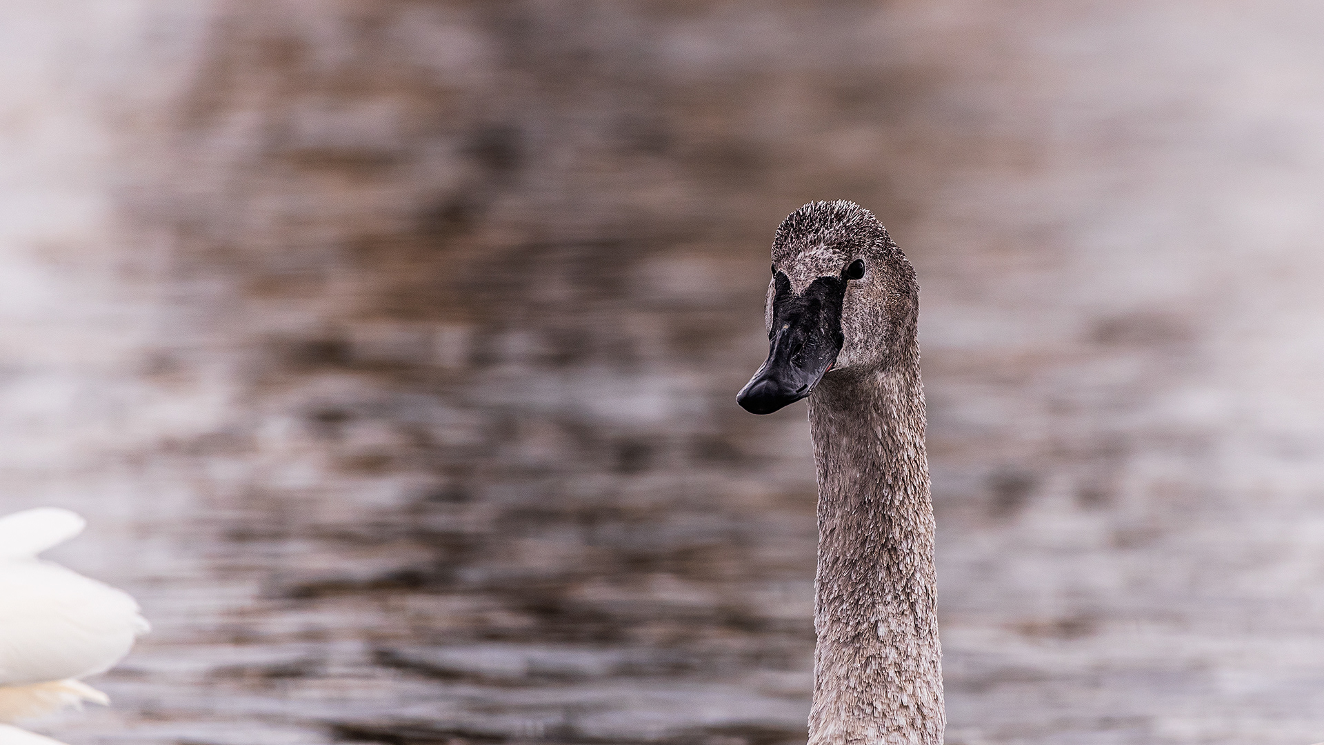Trumpeter Swan near Mallard Point, Fish Creek Prov. Park, Calgary, AB