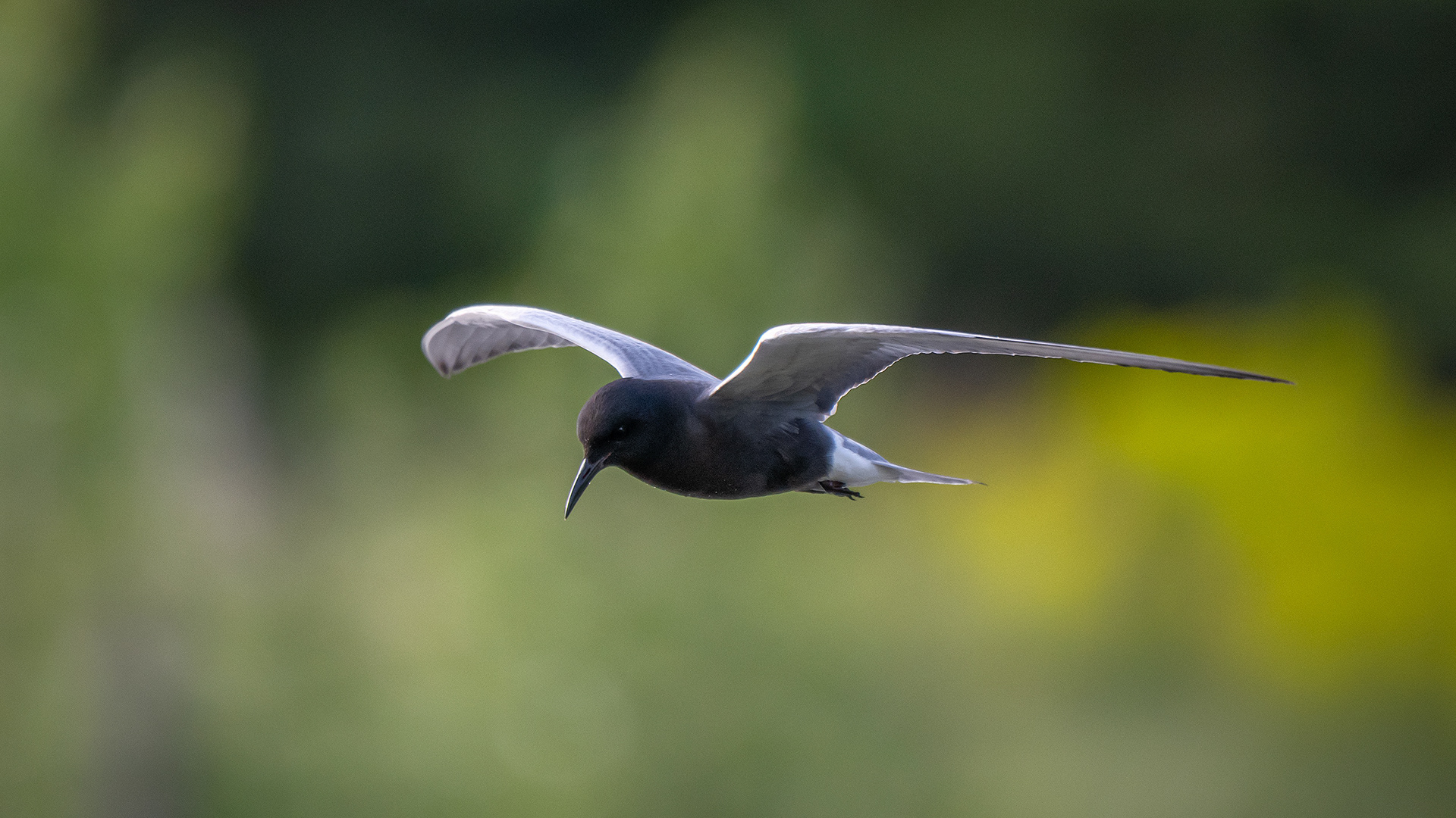 Black Tern (in flight), Marshall Springs ponds, Fish Creek Provincial Park, Calgary, AB