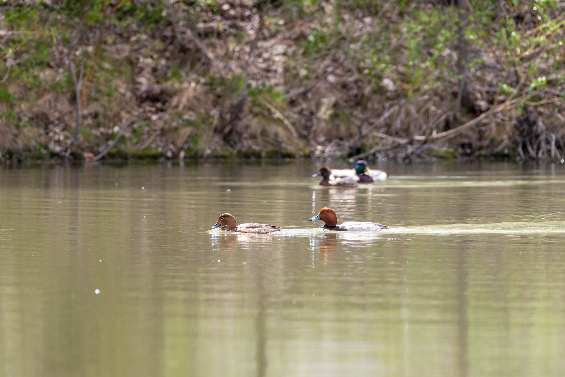 Redhead pair, Lesser Scaup, Mallard, Bridlewood Wetlands Park, Calgary, Alberta