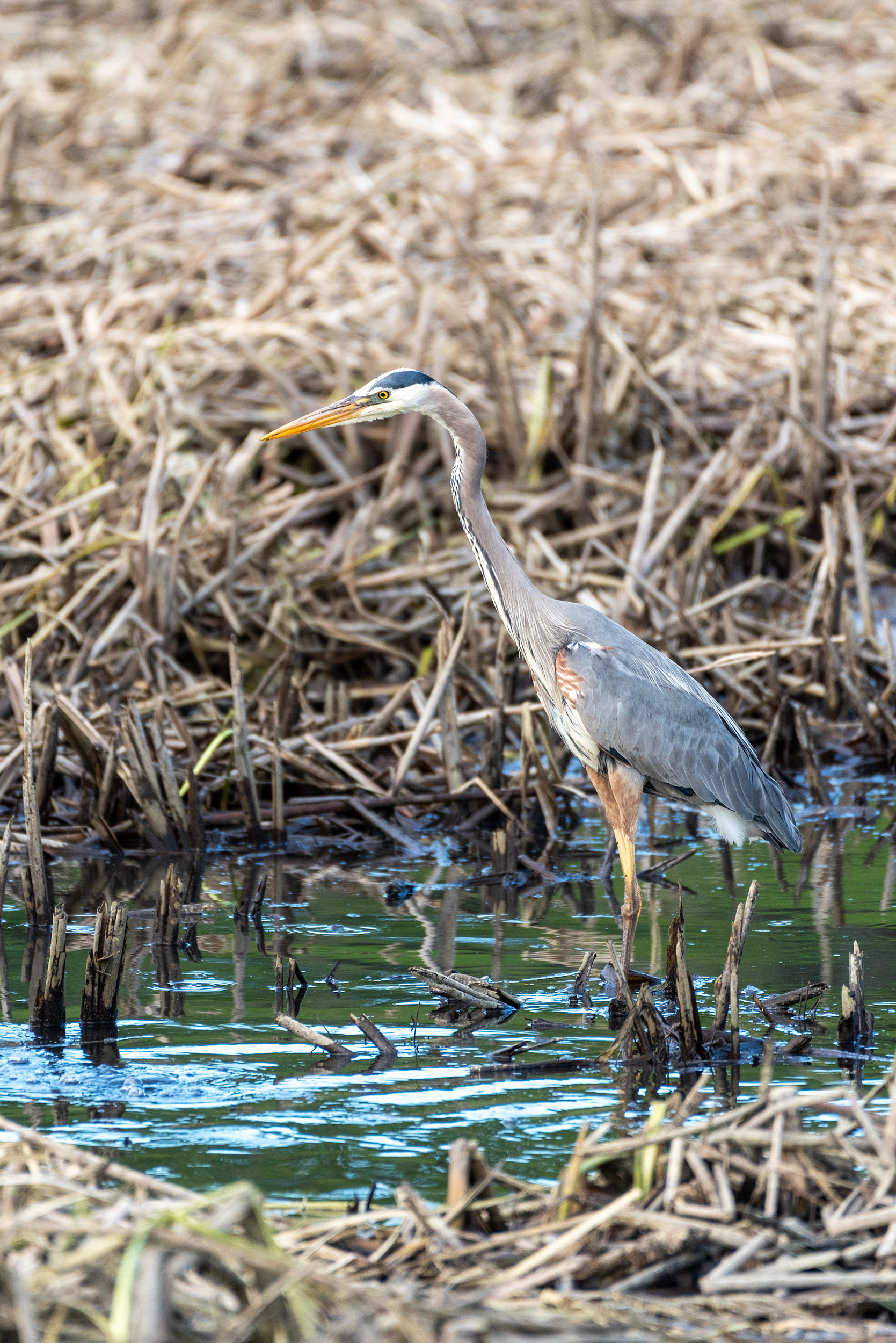 Great Blue Heron