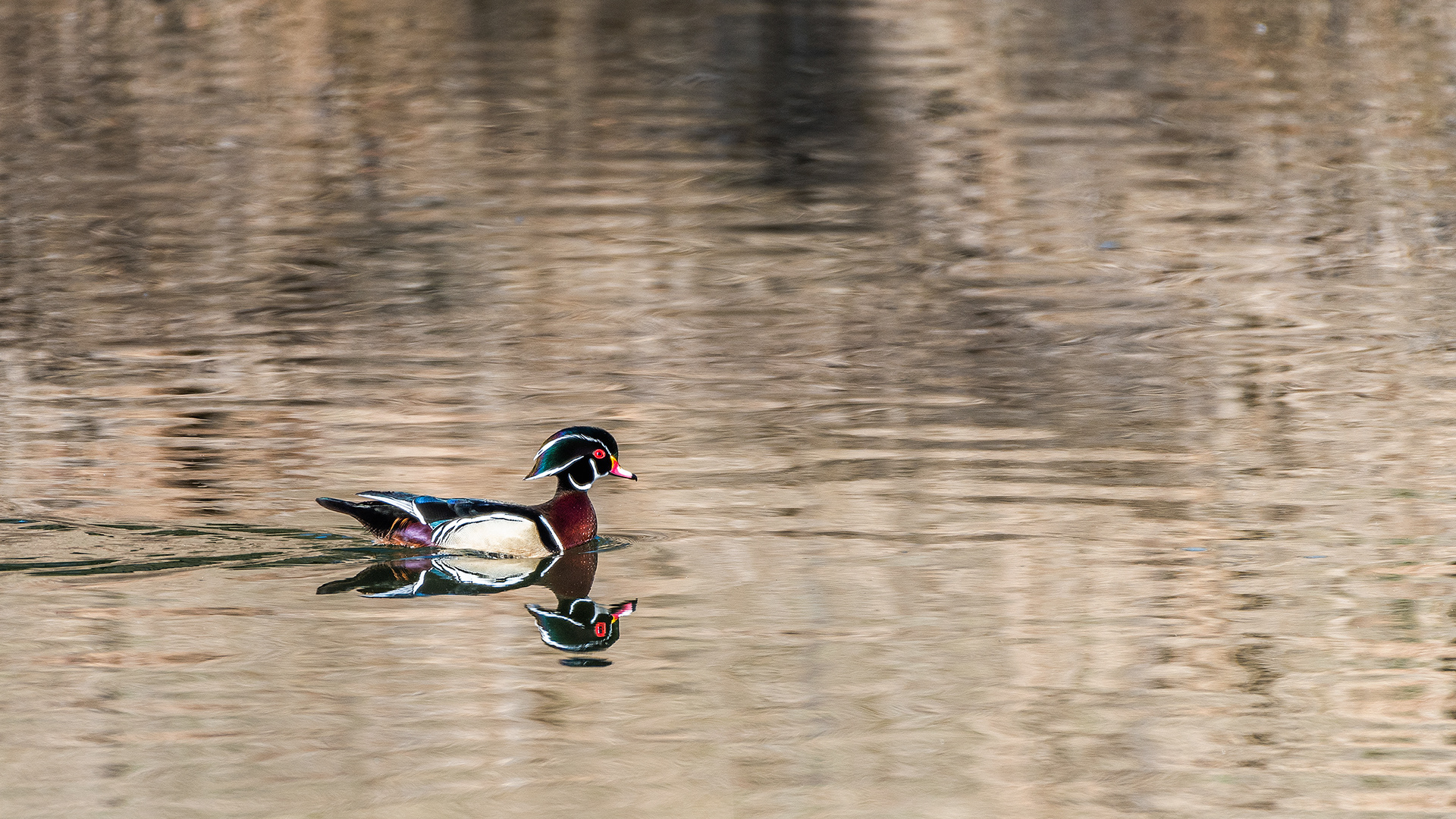 Wood Duck (male) at the Inglewood Bird Sanctuary & Nature Centre, Calgary, Alberta