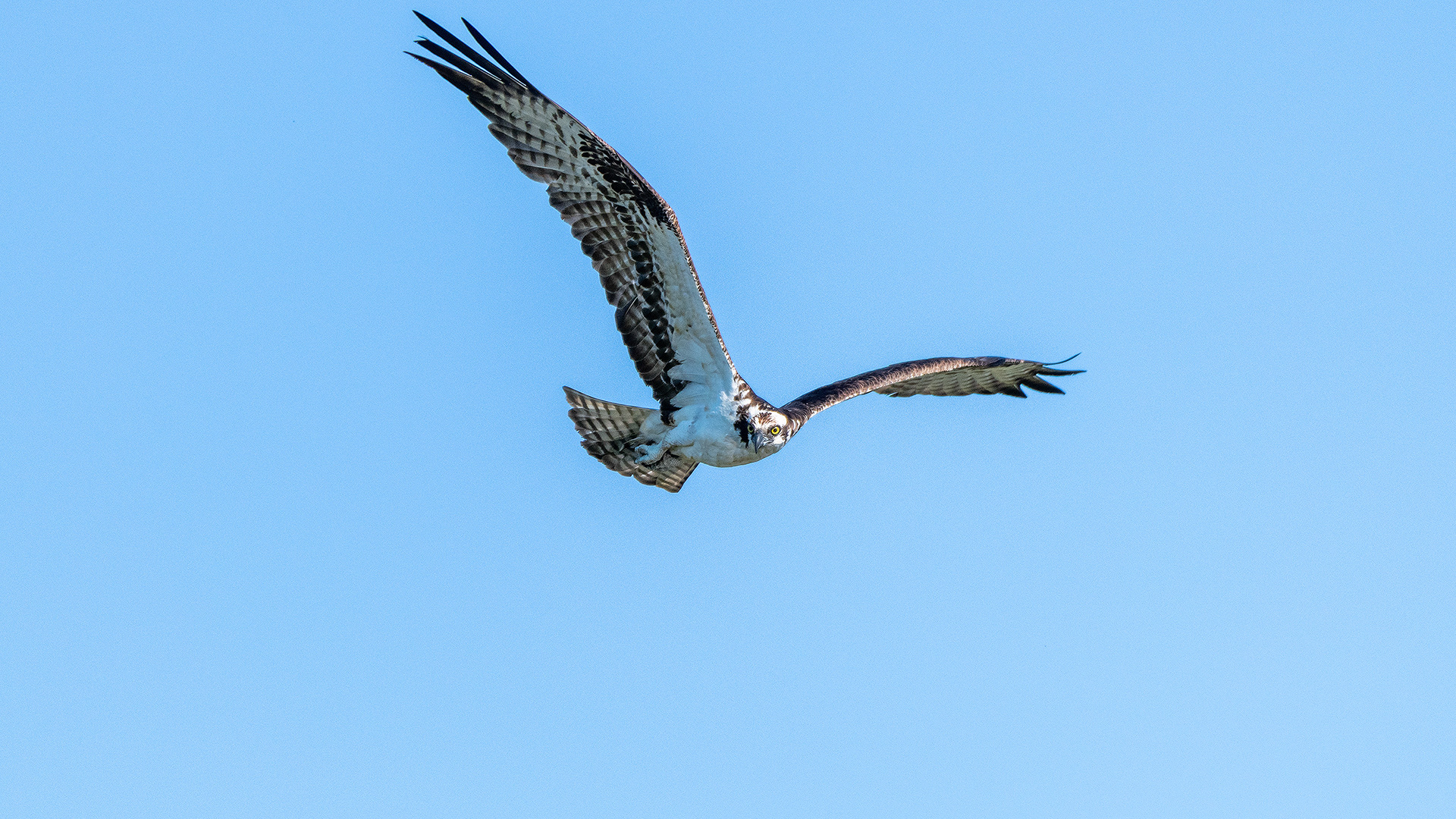 Osprey in flight, Marshall Springs - Fish Creek Prov. Park, Calgary, AB