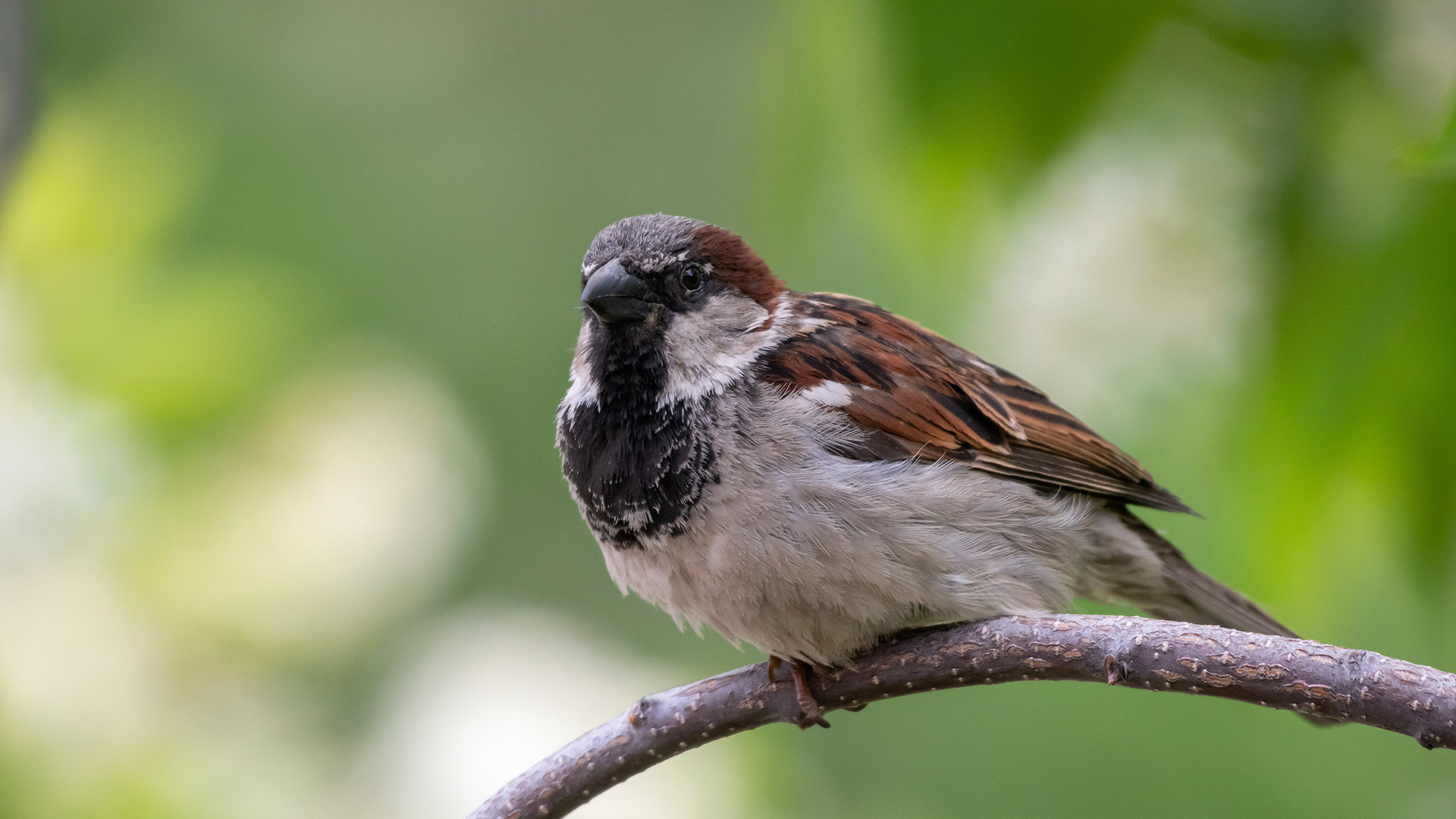 House Sparrow (male), Bridlewood, Calgary, AB
