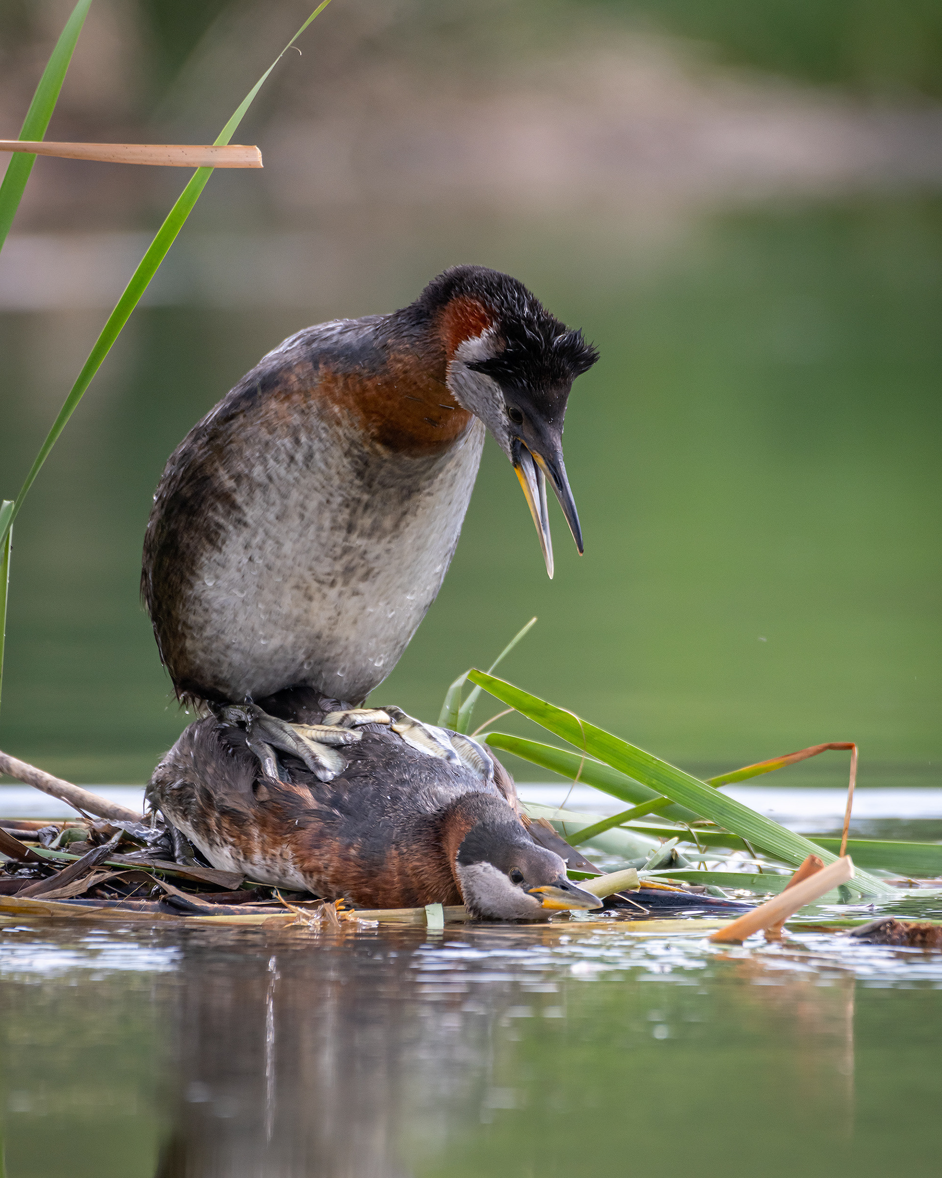 Red-necked Grebe pair mating, Marshall Springs ponds, Fish Creek Provincial Park, Calgary, AB