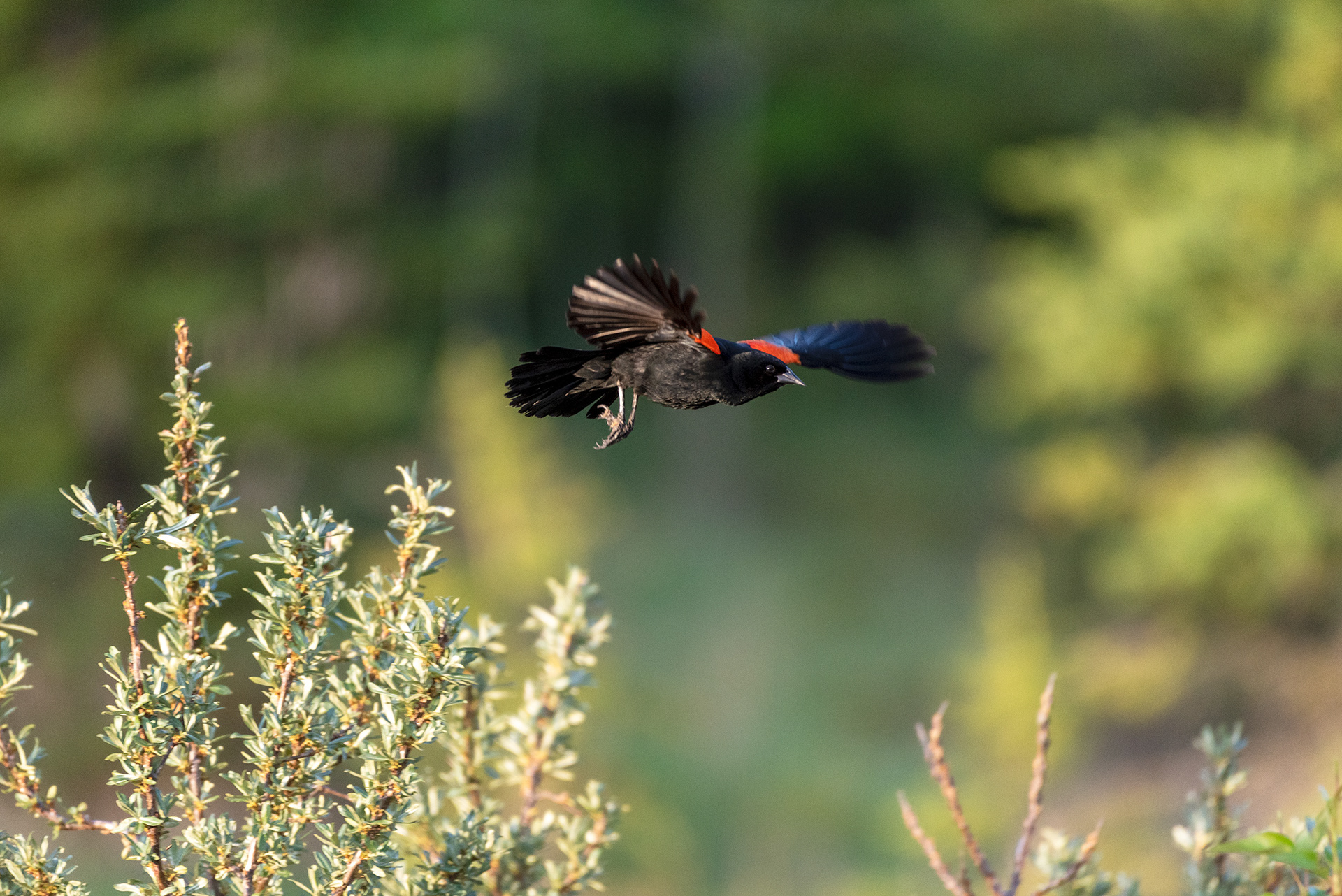 Red-winged Blackbird, Marshall Springs, Fish Creek Provincial Park, Calgary, Alberta