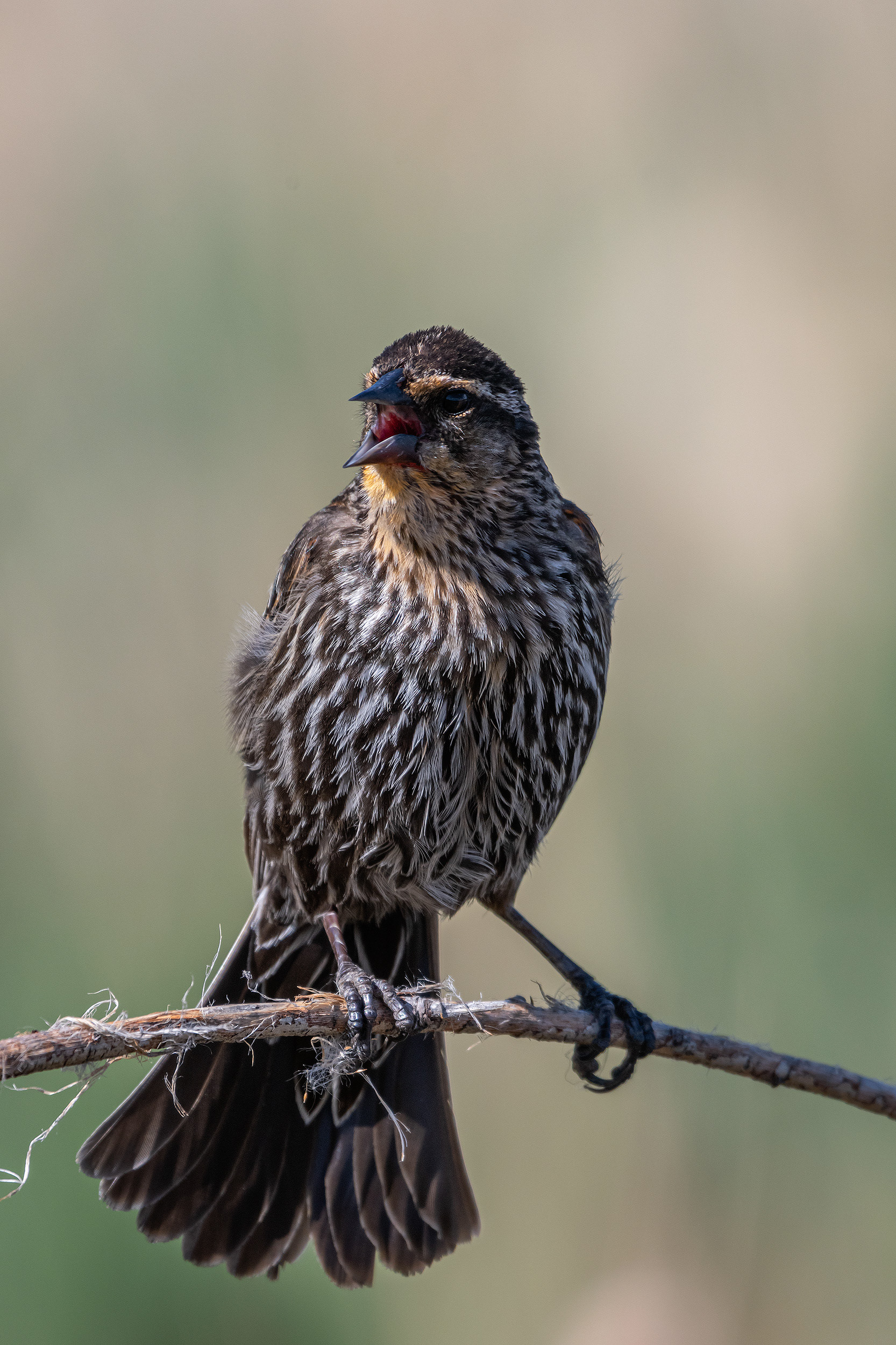 Red-winged Blackbird (female), Marshall Springs ponds, Fish Creek Provincial Park, Calgary, AB