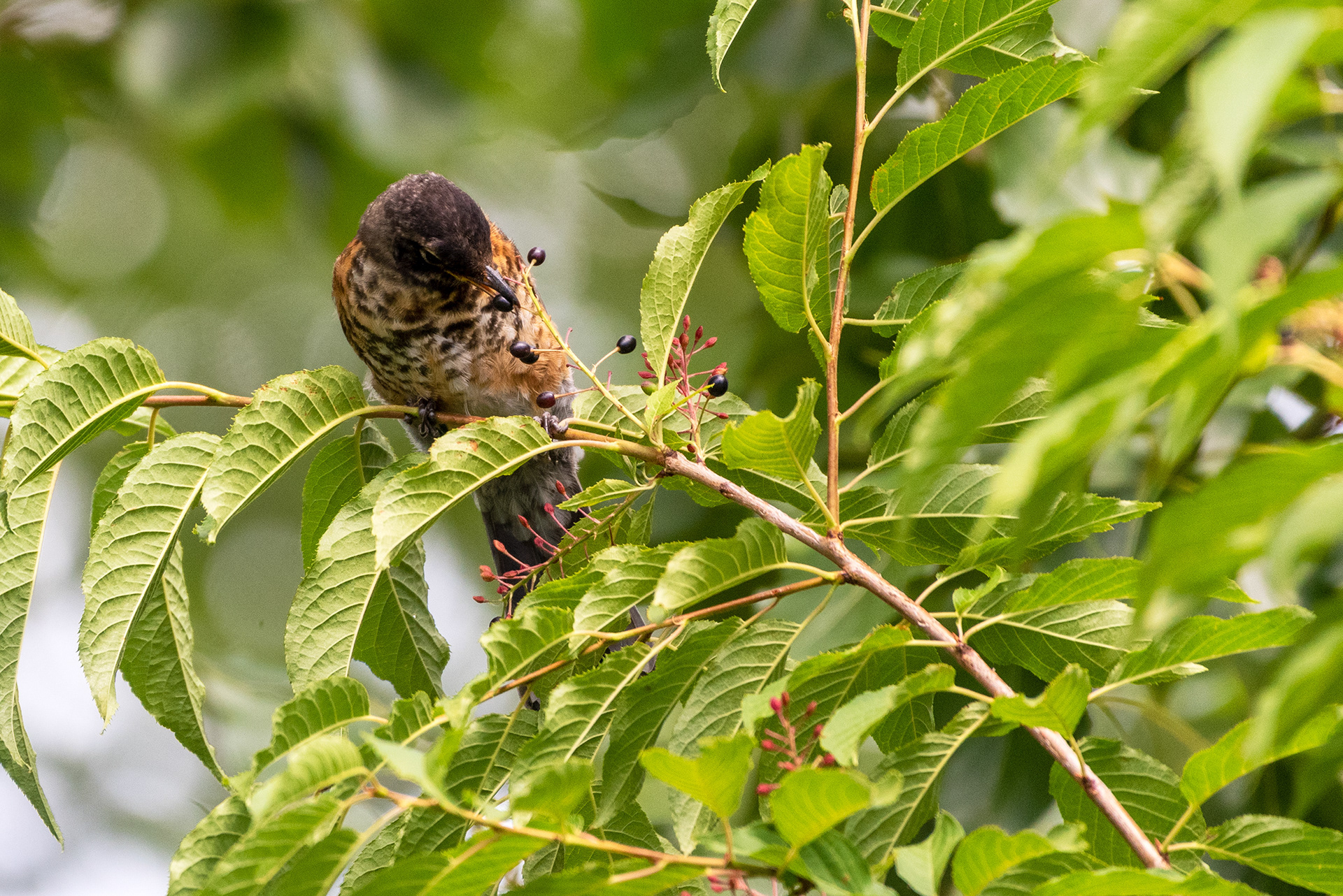 Juvenile American Robin learning to feed itself by going for a berry