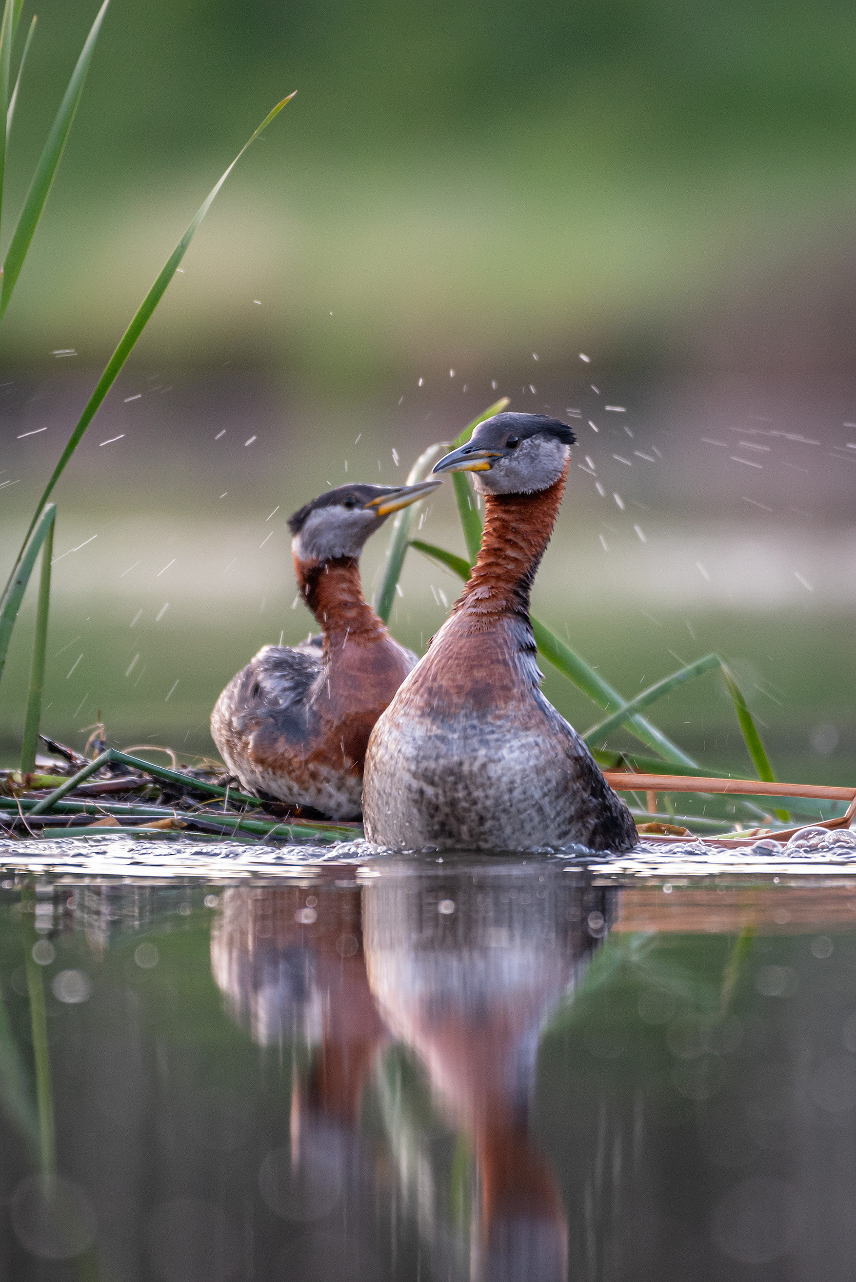 Red-necked Grebe pair, Marshall Springs ponds, Fish Creek Provincial Park, Calgary, AB