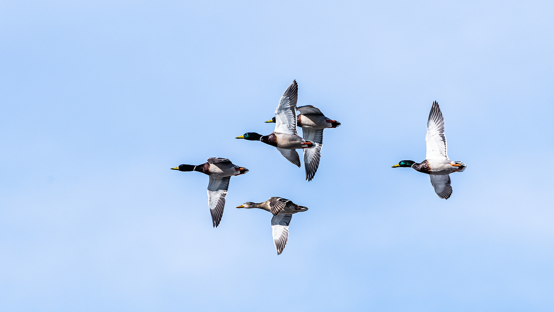 Mallards (4 males, 1 female, in flight) near Carburn Park, Calgary, AB