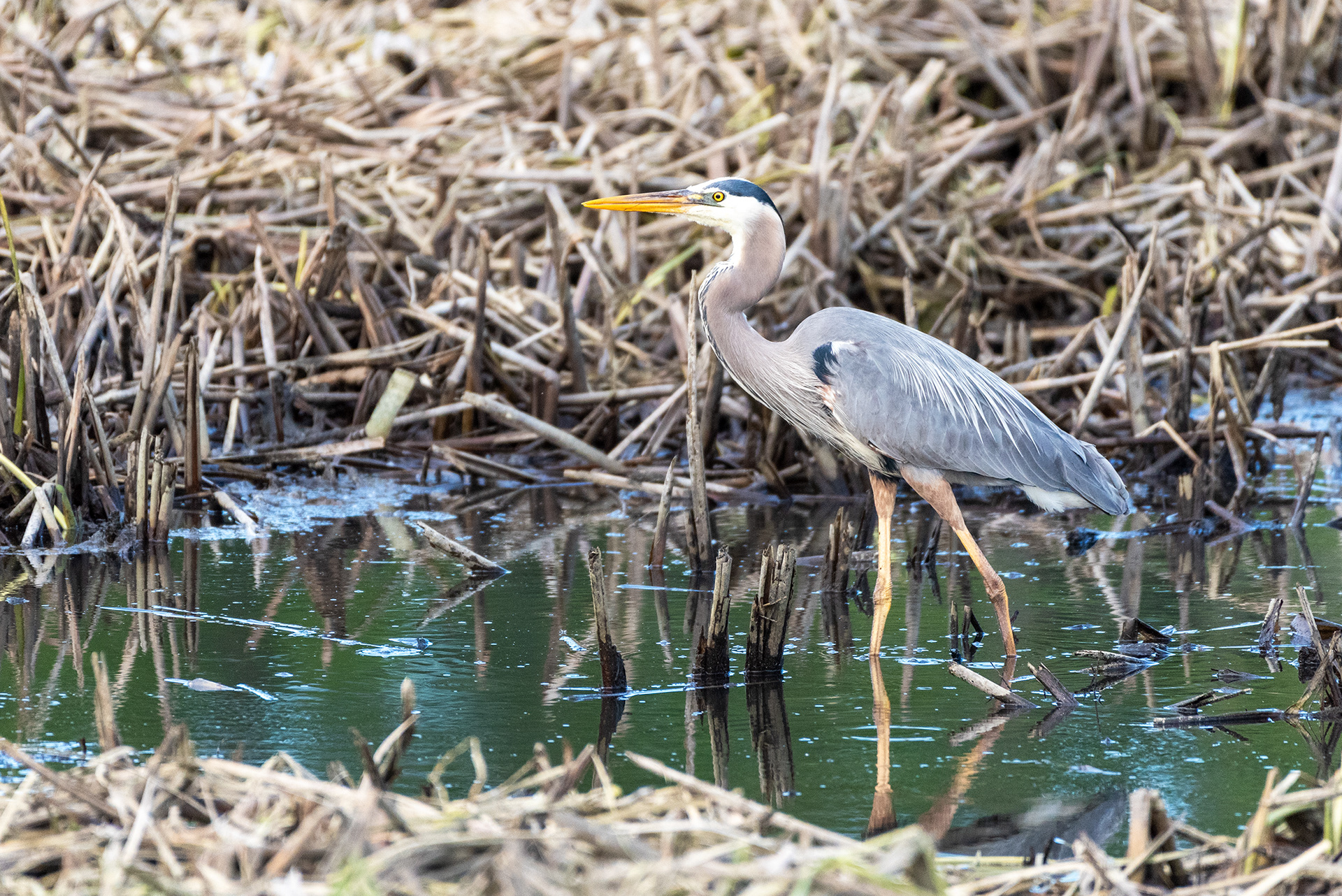 Great Blue Heron