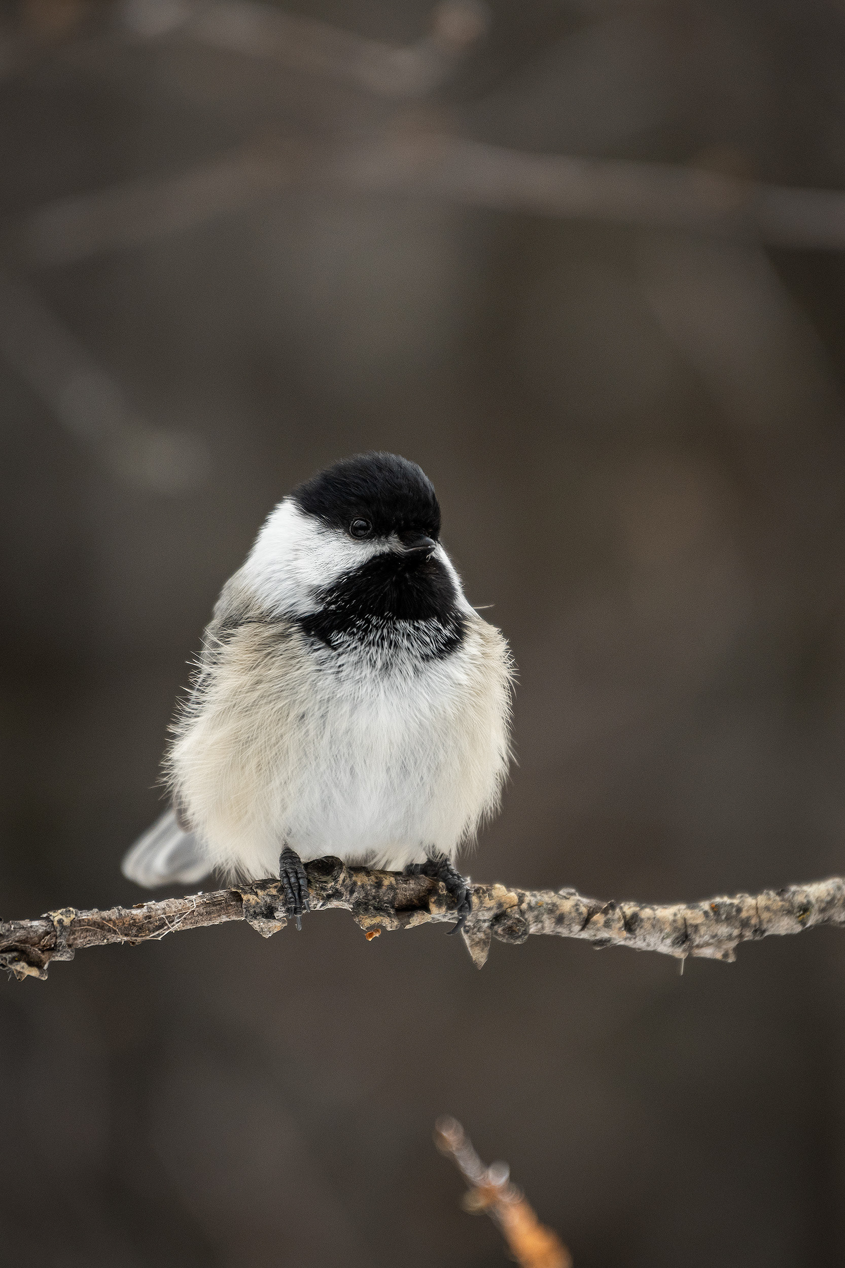 Black-capped Chickadee, near the Marshall Springs area of Fish Creek Provincial Park, Calgary, AB
