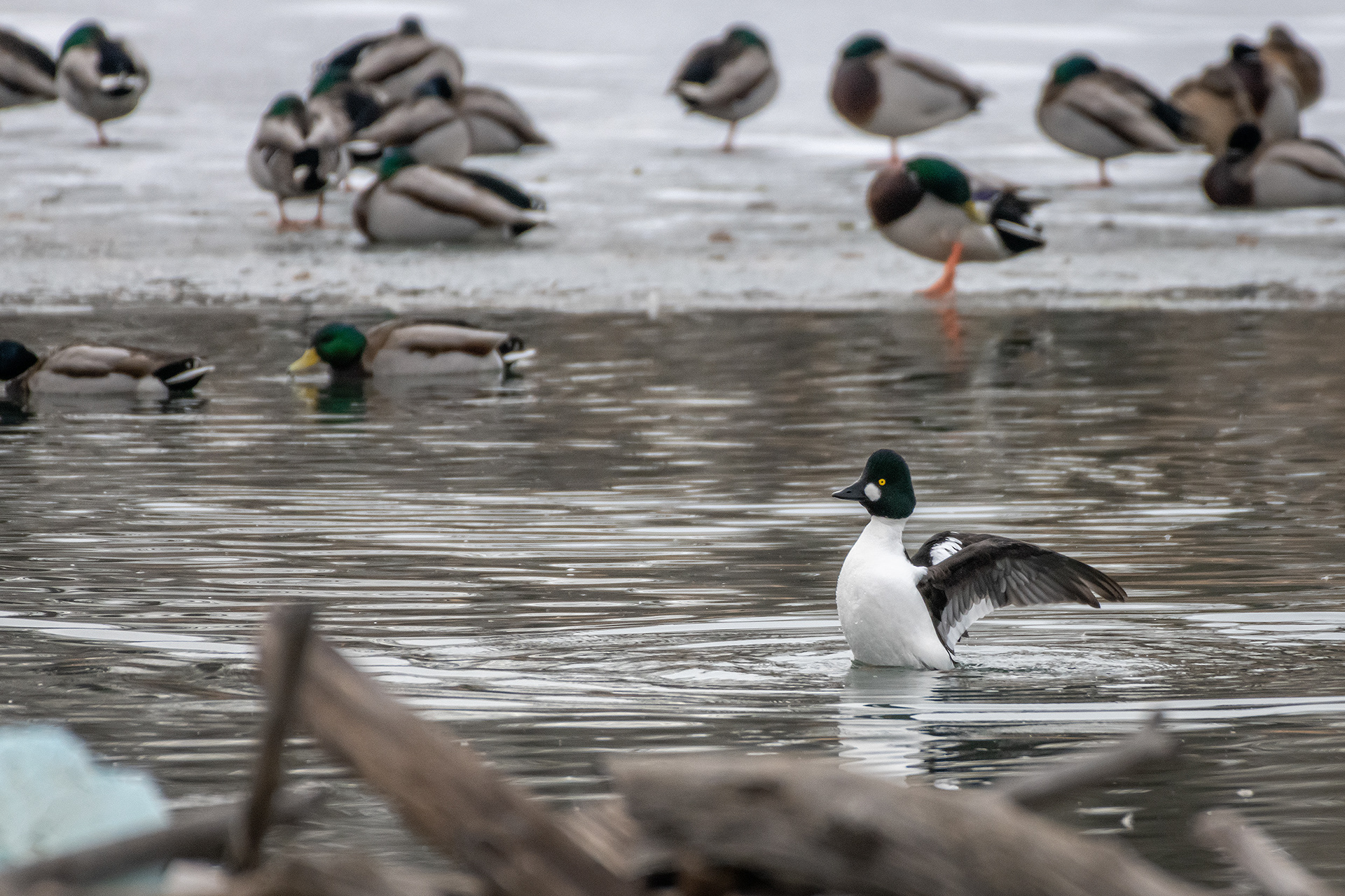 Common Goldeneye (male), with Mallards in the background, Inglewood Bird Sanctuary, AB