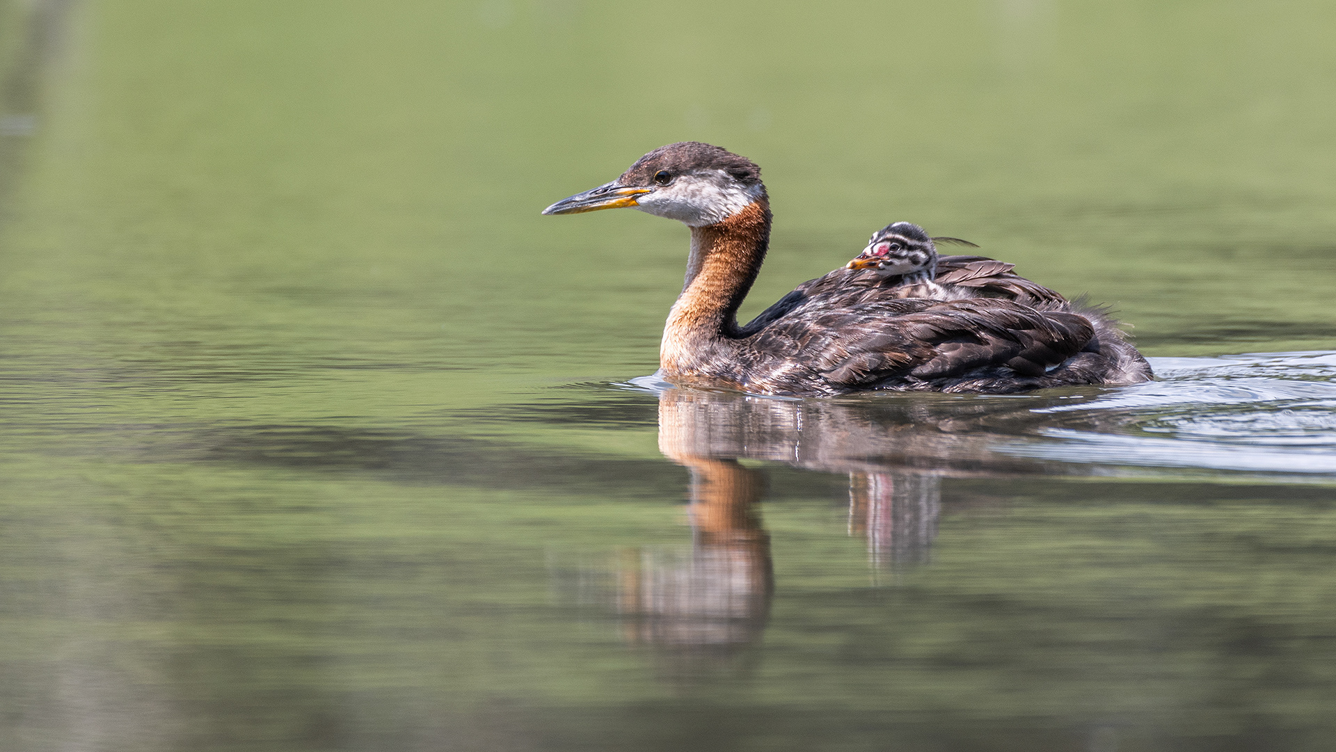 Red-necked Grebe (female) with a chick riding on her back, Marshall Springs - Fish Creek Prov. Park, Calgary, AB