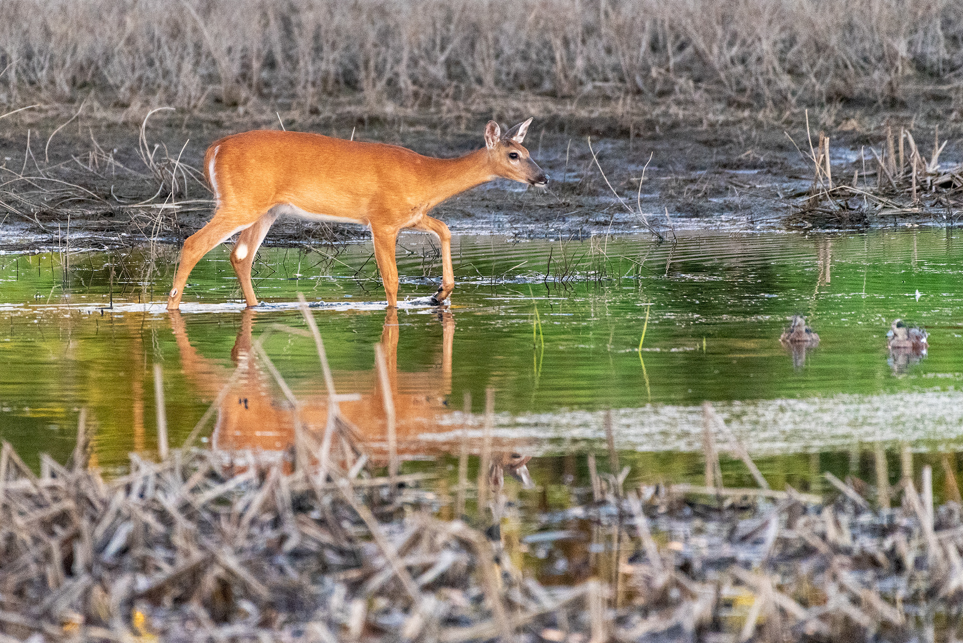 Deer, ducks
