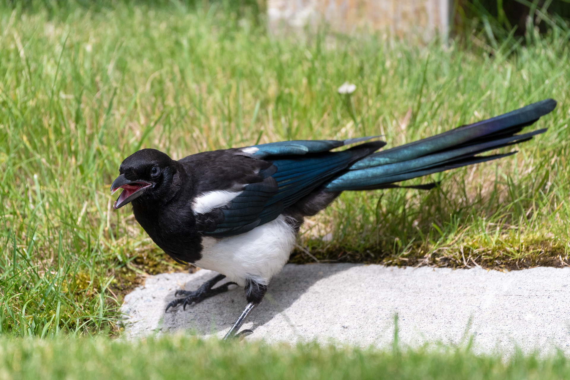 A Black-billed Magpie seems to always have something to say