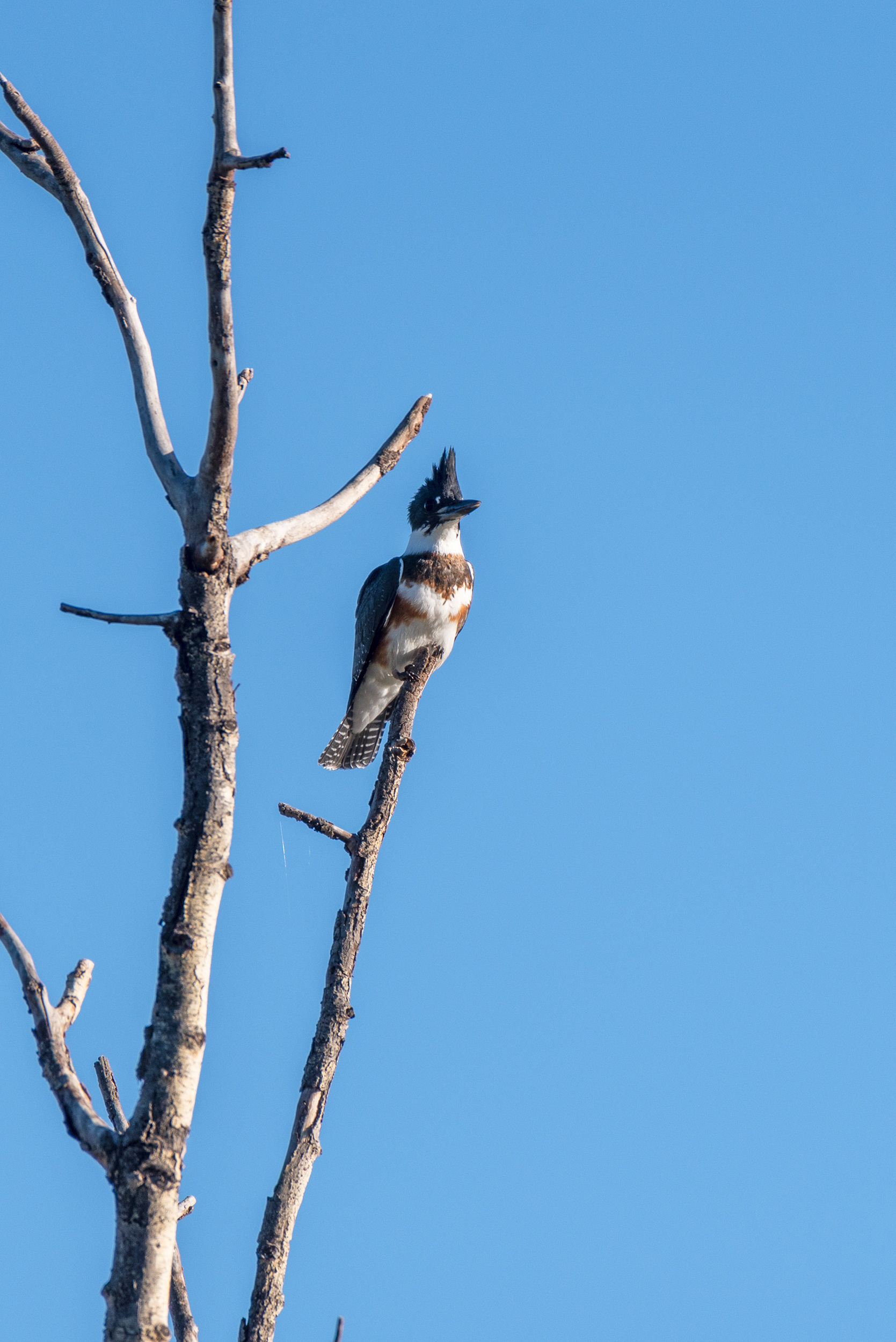 Belted Kingfisher (female) perched, at the Marshall Springs ponds in Fish Creek Provincial Park