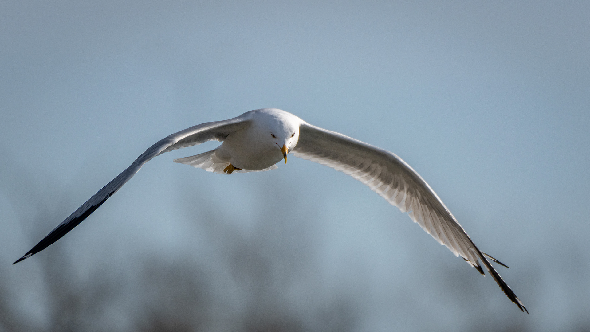 Ring-billed Gull (in flight), near the Harvie Passage of the Bow River, Pearce Estate Park, Calgary, AB