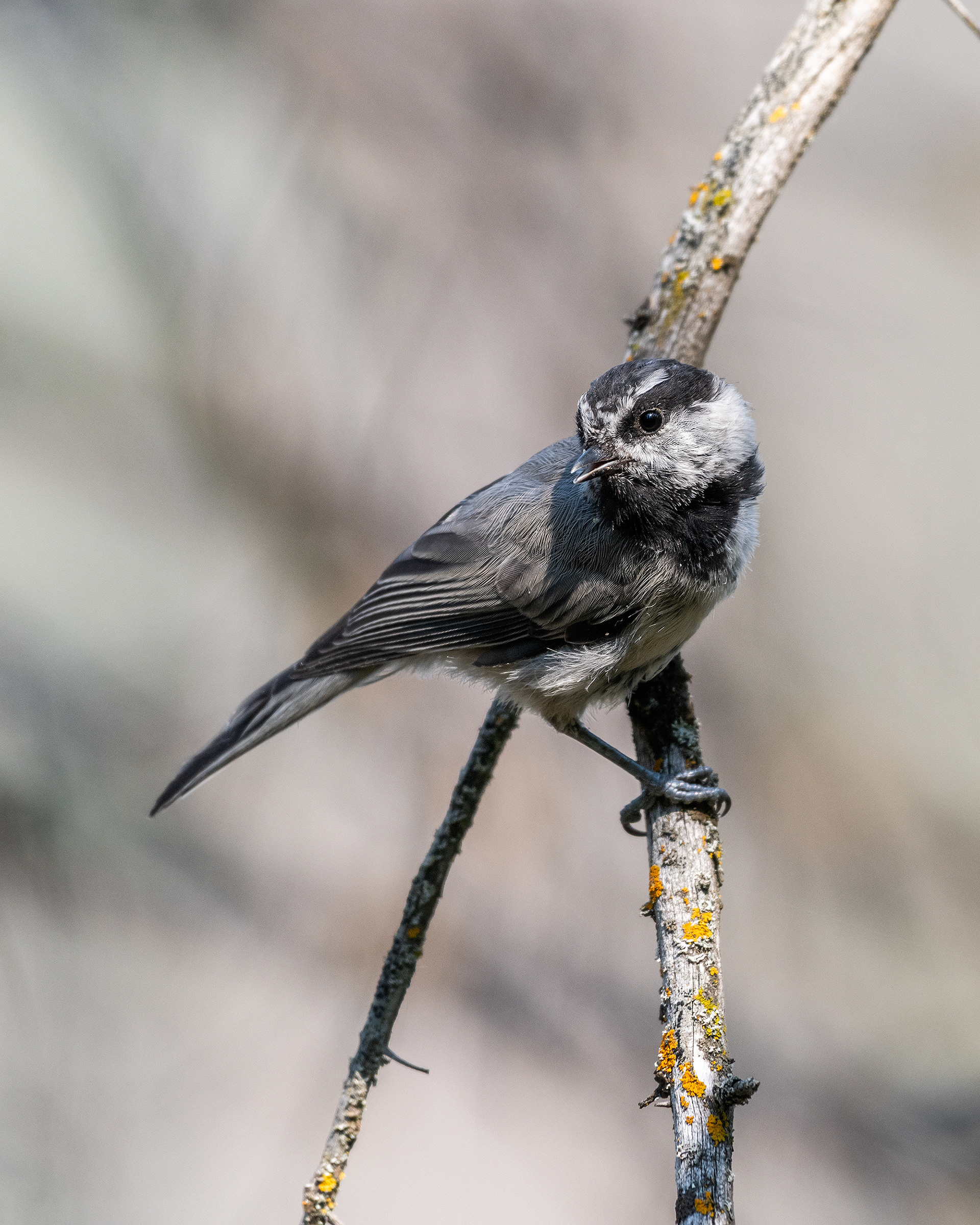 Mountain Chickadee, Marshall Springs - Fish Creek Prov. Park, Calgary, AB