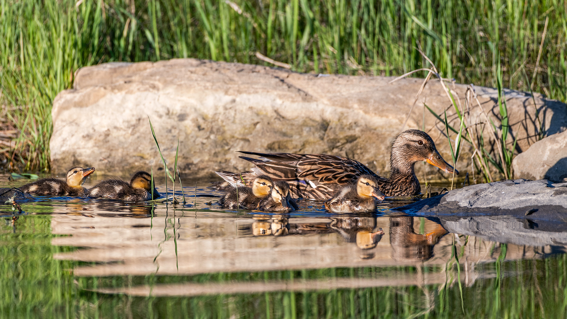 Mallard (female) with ducklings at the Marshall Springs ponds in Fish Creek Provincial Park, Calgary, Alberta