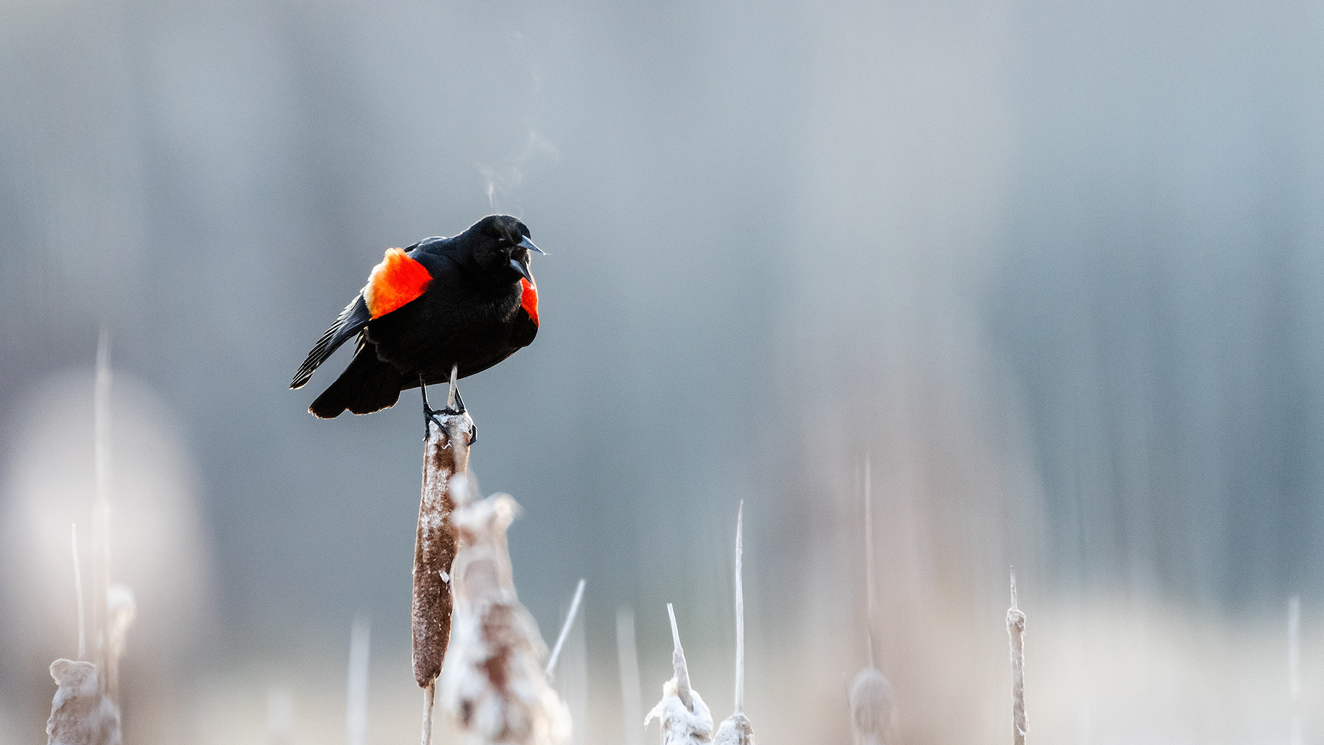 Red-winged Blackbird (male) at the Marshall Springs ponds on a cold frosty morning in Fish Creek Provincial Park