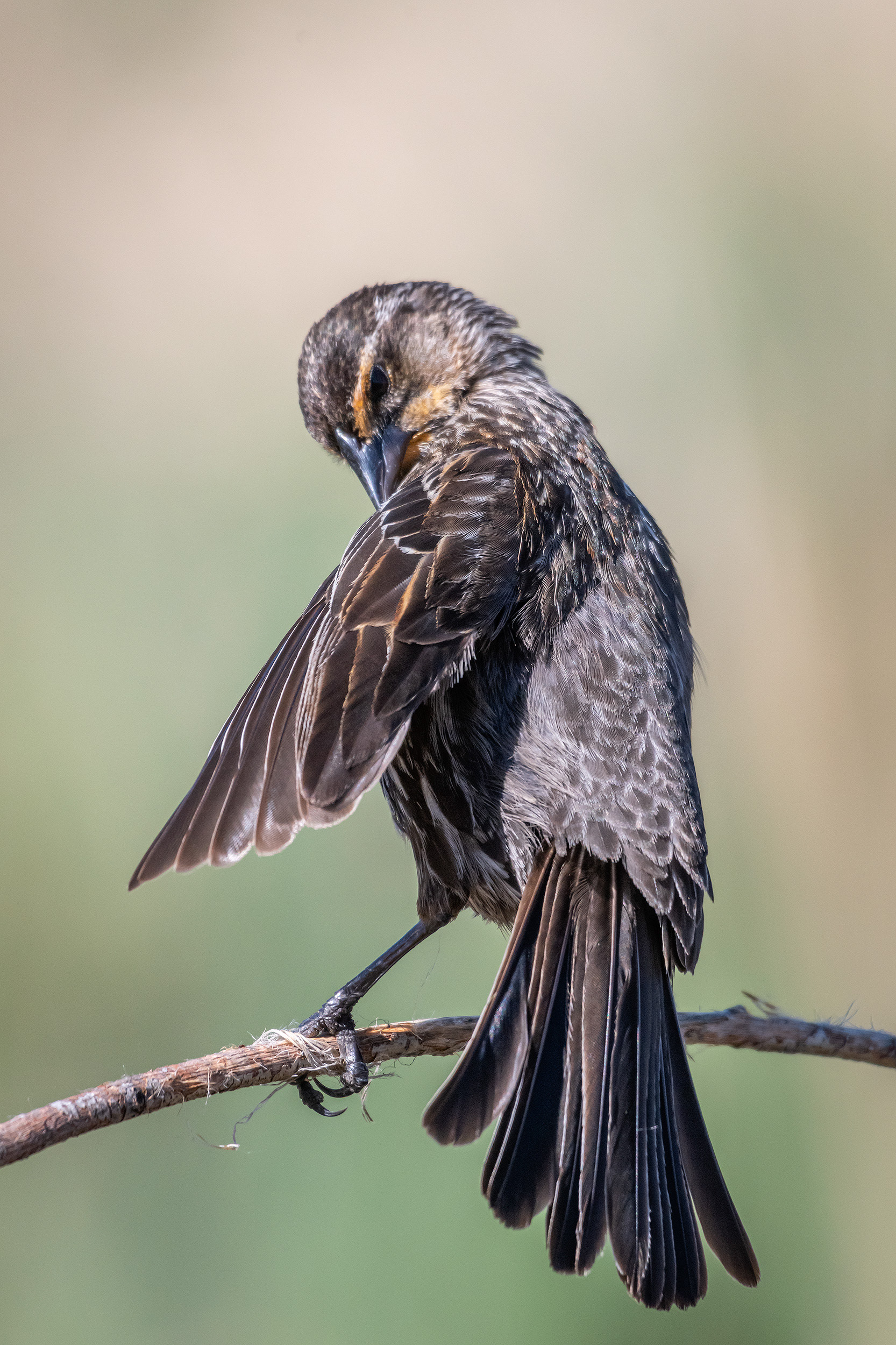 Red-winged Blackbird (female), Marshall Springs ponds, Fish Creek Provincial Park, Calgary, AB