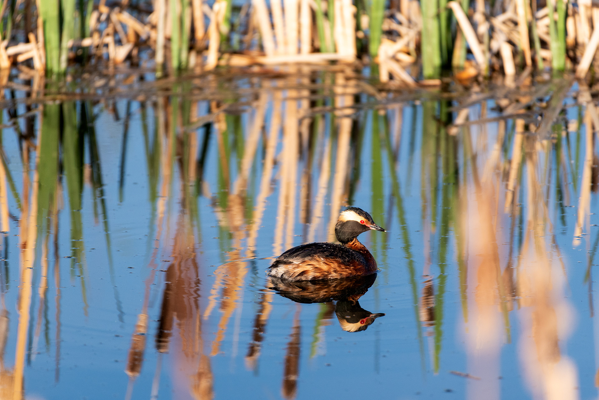 Horned Grebe, Marshall Springs, Fish Creek Provincial Park, Calgary, Alberta