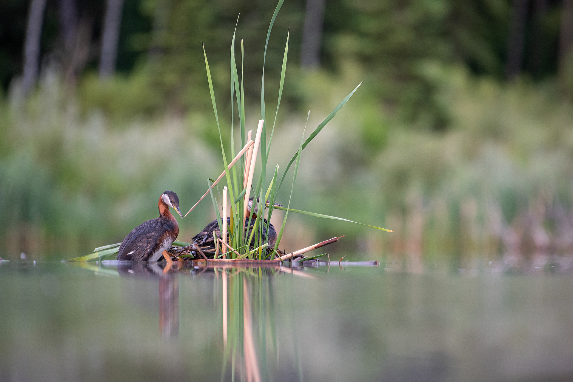 Red-necked Grebe pair, Marshall Springs ponds, Fish Creek Provincial Park, Calgary, AB