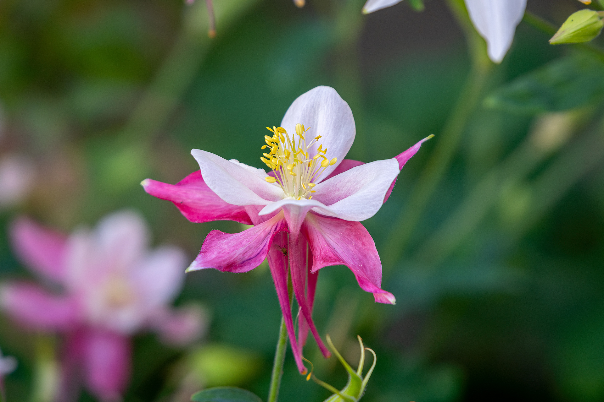 Flower, Fairview, Calgary, AB