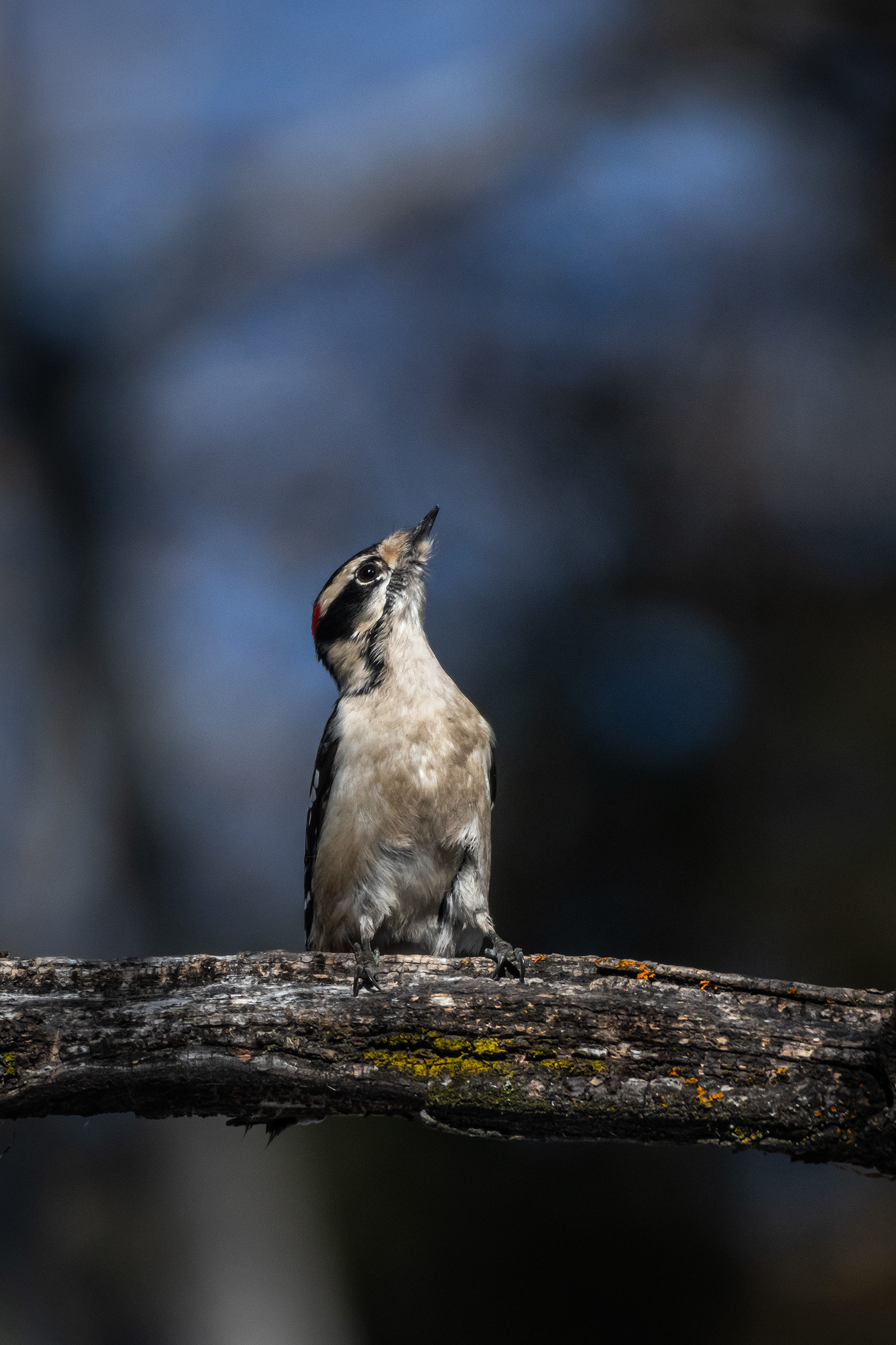 Downy Woodpecker (male), near the Marshall Springs area of Fish Creek Provincial Park, Calgary, AB