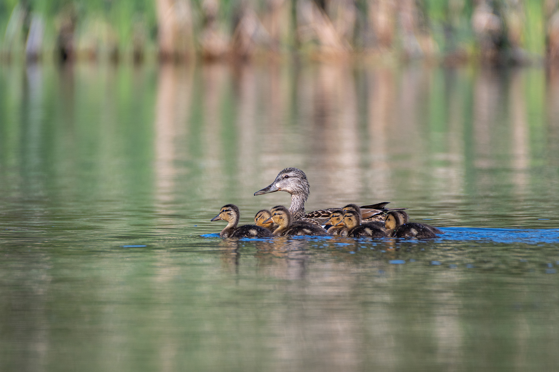 Mallard family, Marshall Springs ponds, Fish Creek Provincial Park, Calgary, AB