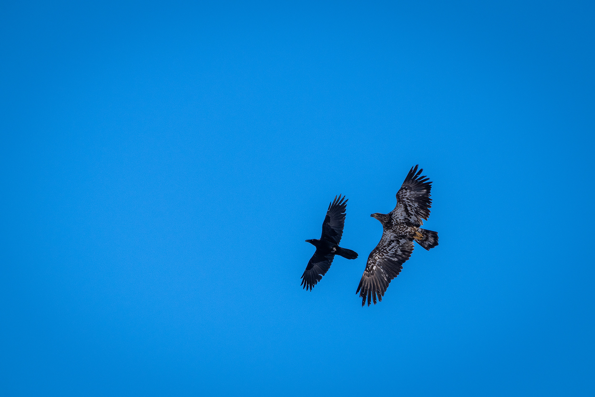 Bald Eagle (immature) and American Crow in flight - Bow River, Refinery Park, Calgary, AB