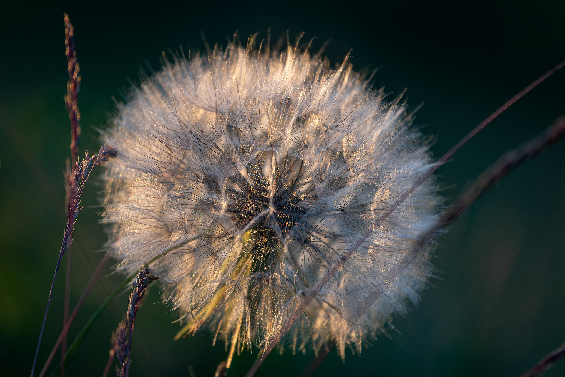 Flower gone to seed, Marshall Springs area, Fish Creek Provincial Park, Calgary, AB
