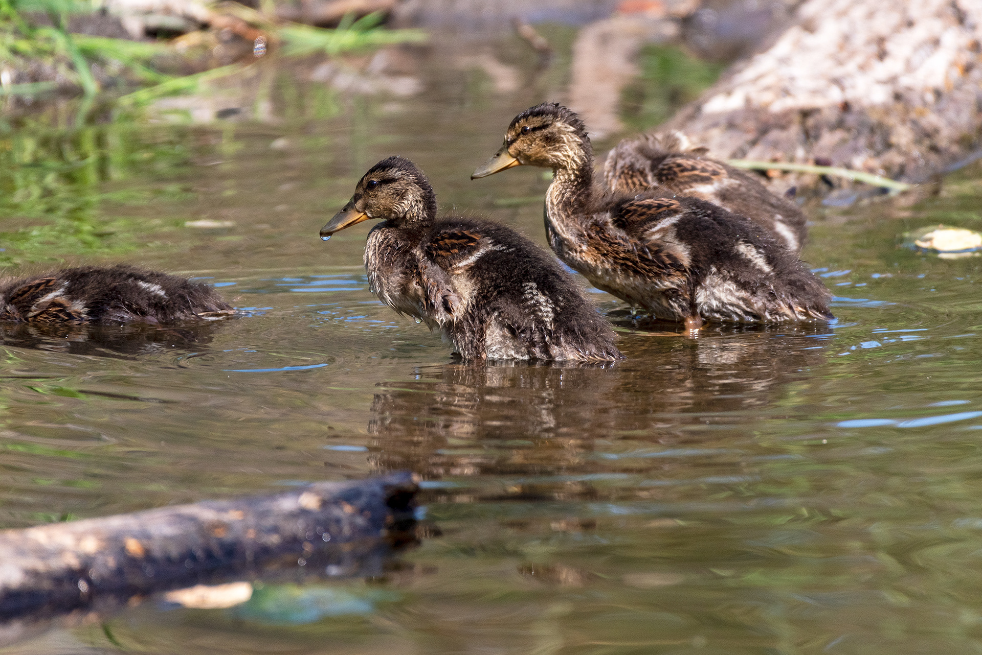 Mallard ducklings