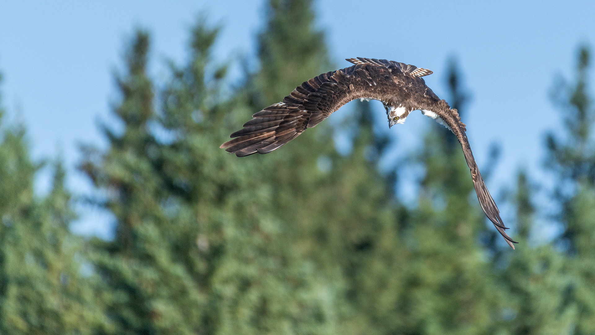 Osprey in flight, Marshall Springs - Fish Creek Prov. Park, Calgary, AB