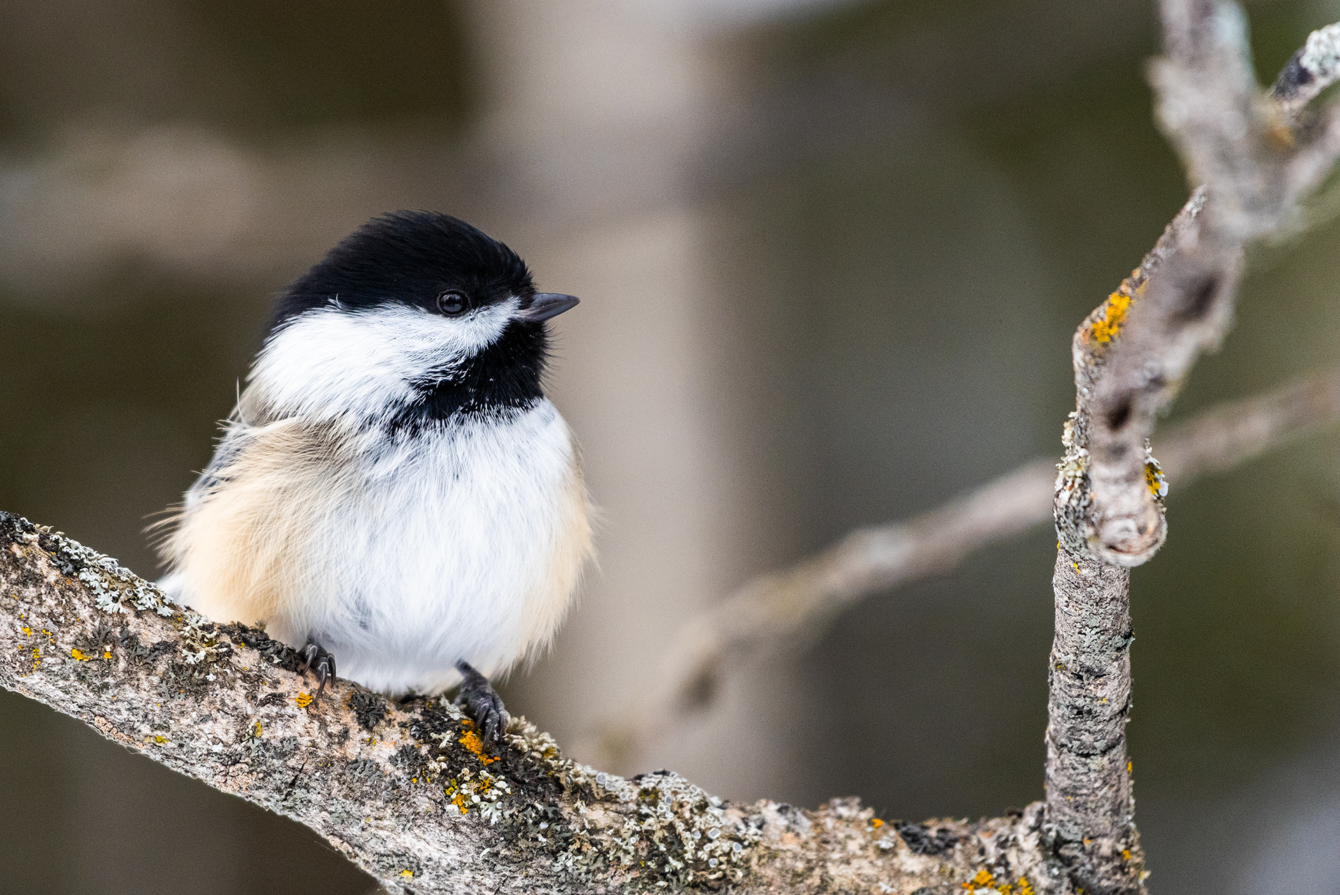 Black-capped Chickadee near the Marshall Springs ponds in Fish Creek Provincial Park