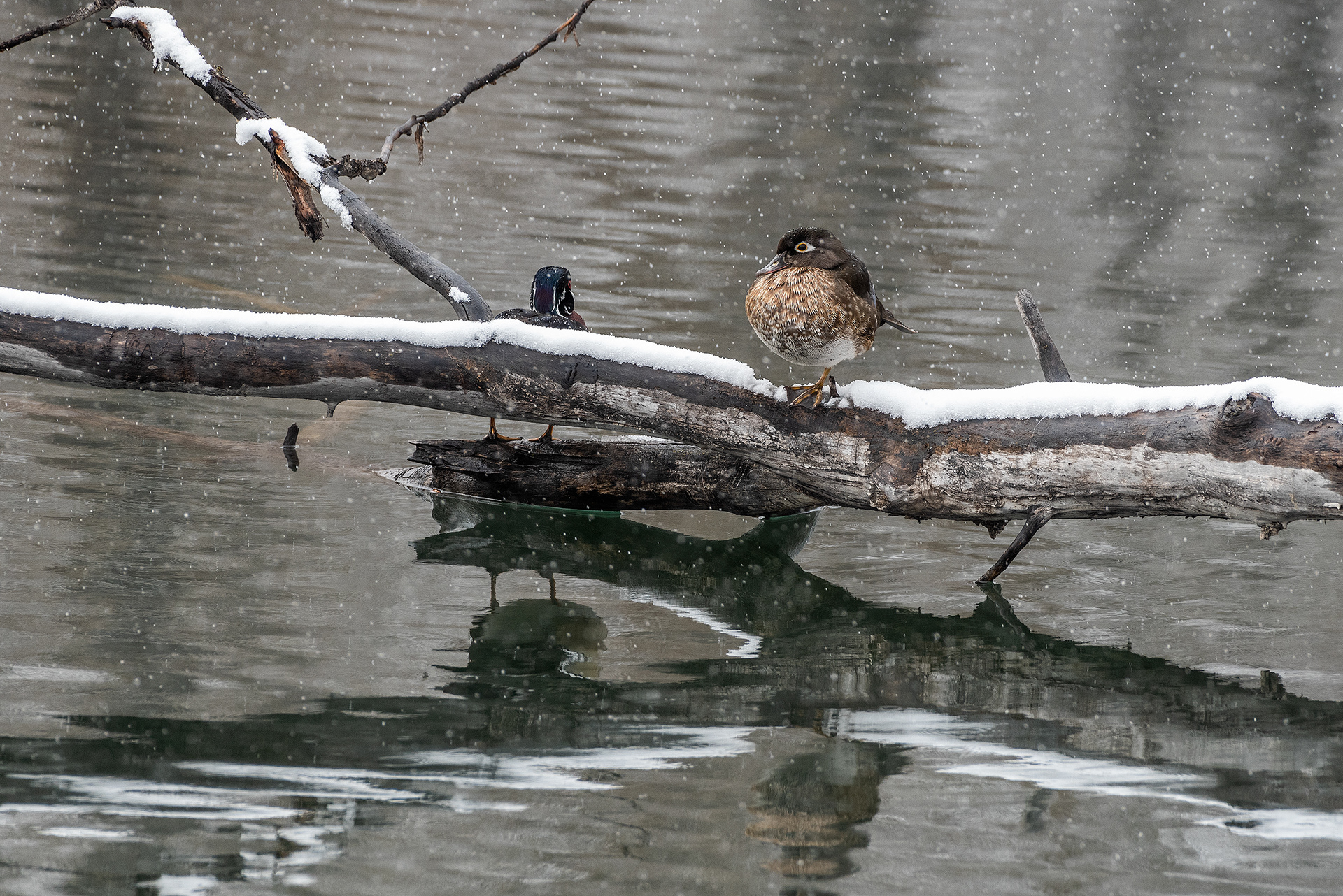 Wood Duck pair at the Inglewood Bird Sanctuary & Nature Centre, Calgary, Alberta