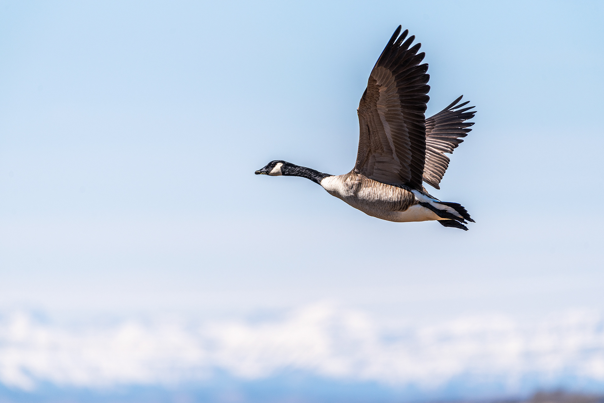 Canada Goose in flight at Frank Lake, AB