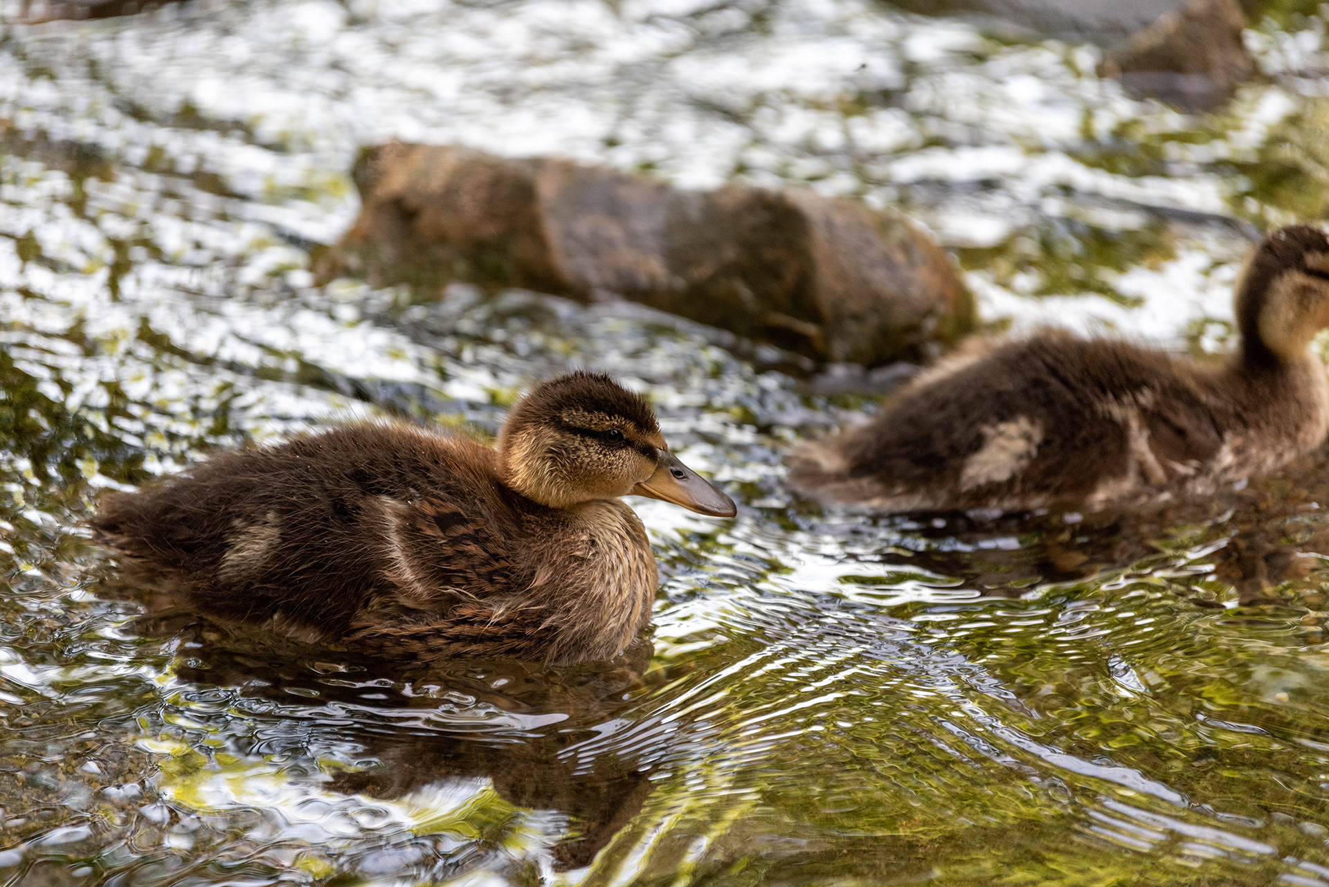 ducklings, Bridlewood Wetlands Park, Calgary, Alberta