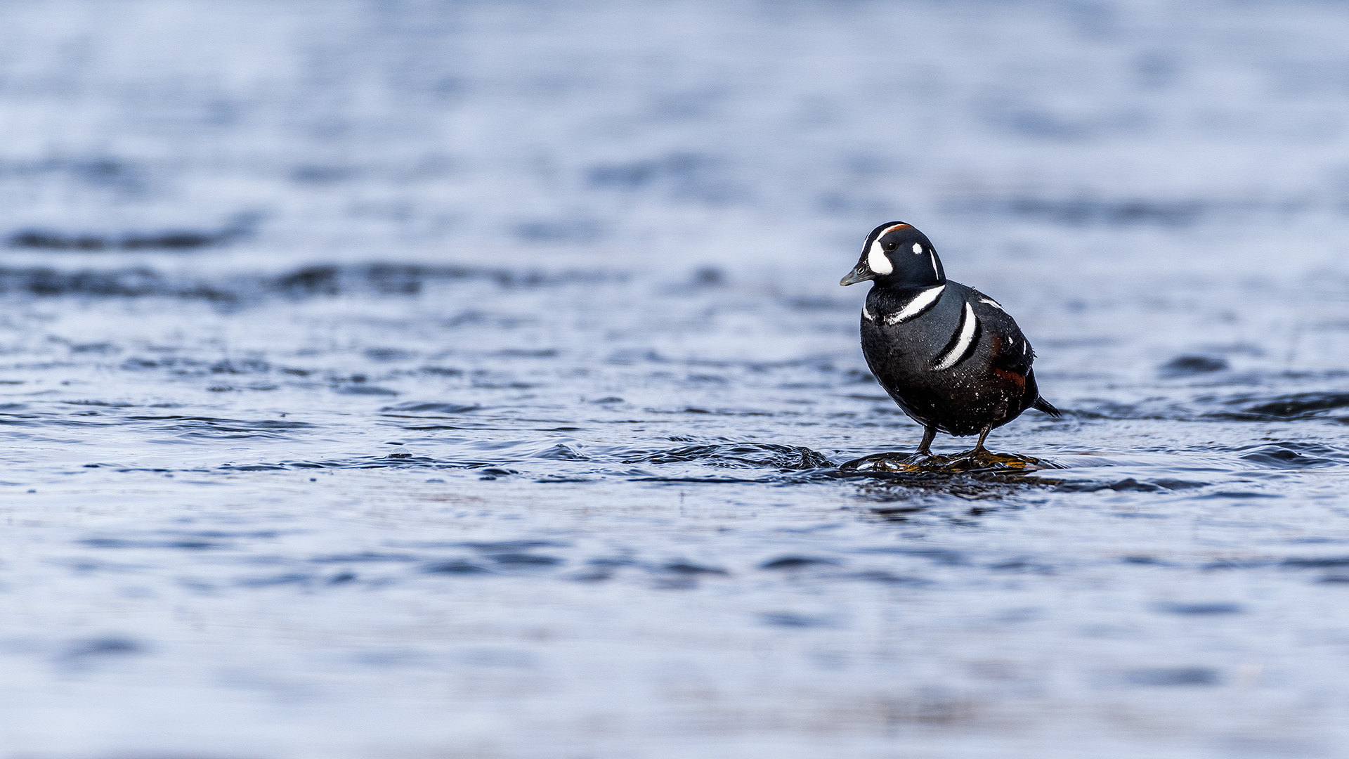 Harlequin Duck on the Bow River near Carburn Park, Calgary, AB