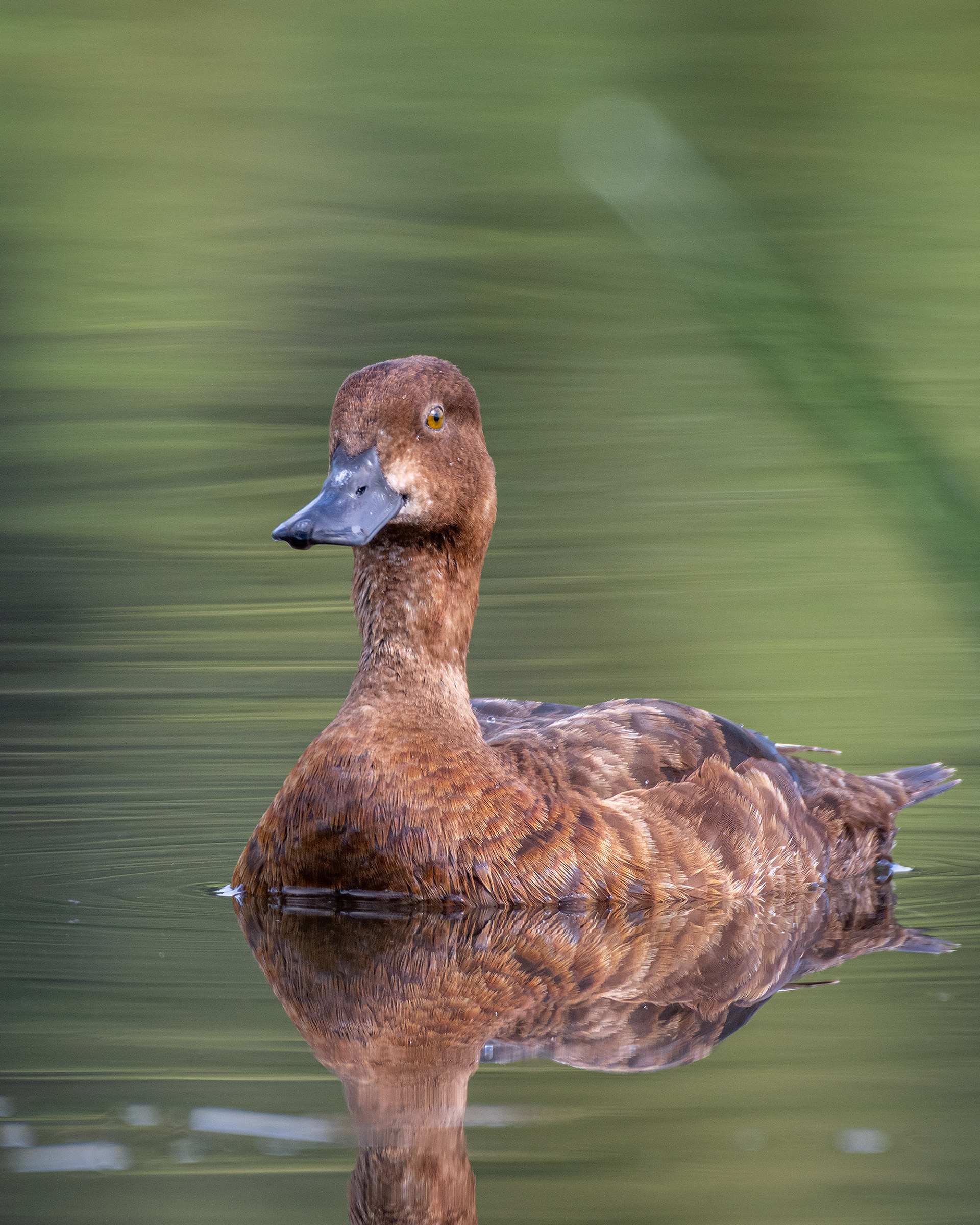 Scaup (female), Marshall Springs ponds, Fish Creek Provincial Park, Calgary, AB