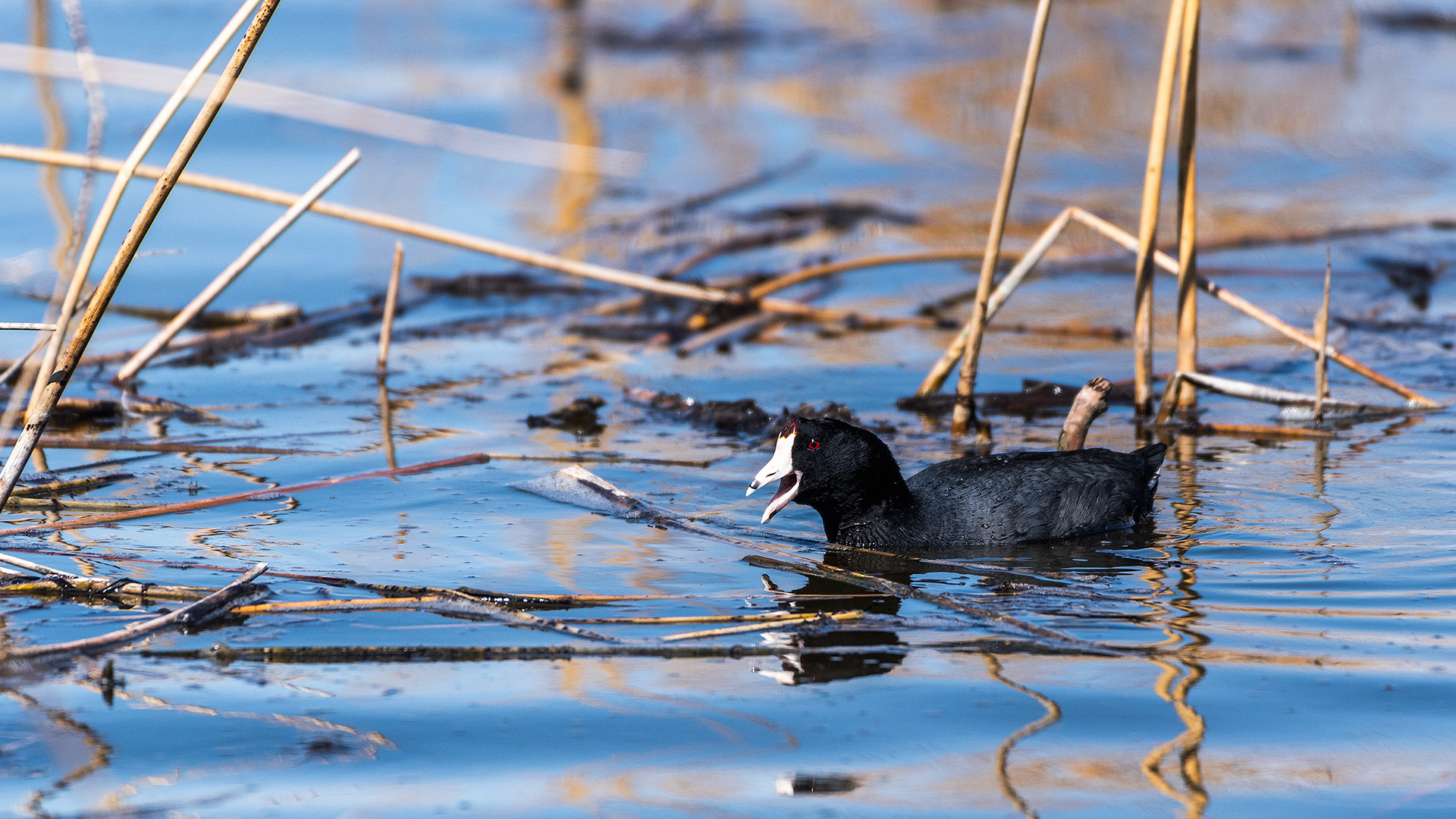 American Coot at Frank Lake, AB