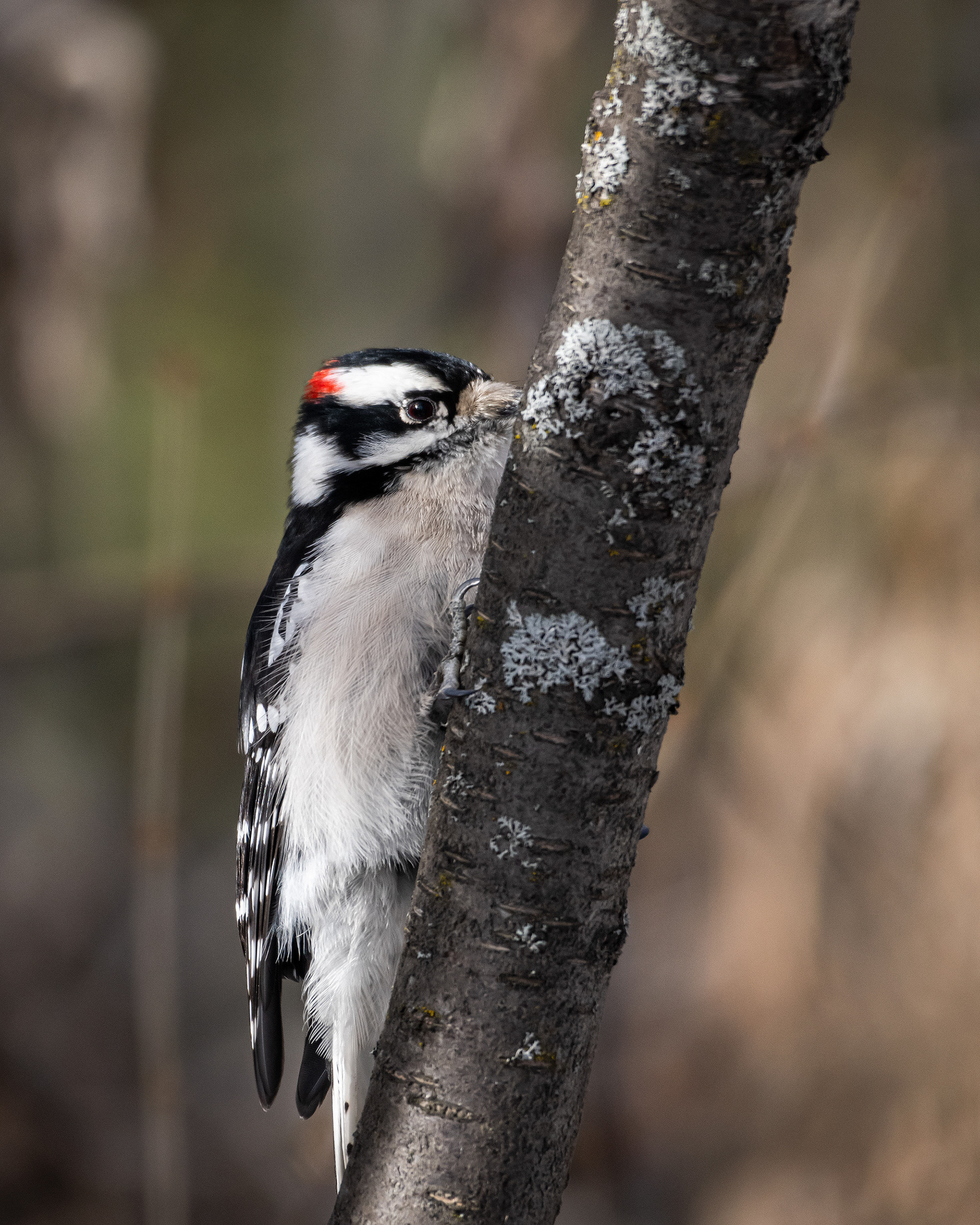 Downy Woodpecker (male), near the Marshall Springs area of Fish Creek Provincial Park, Calgary, AB