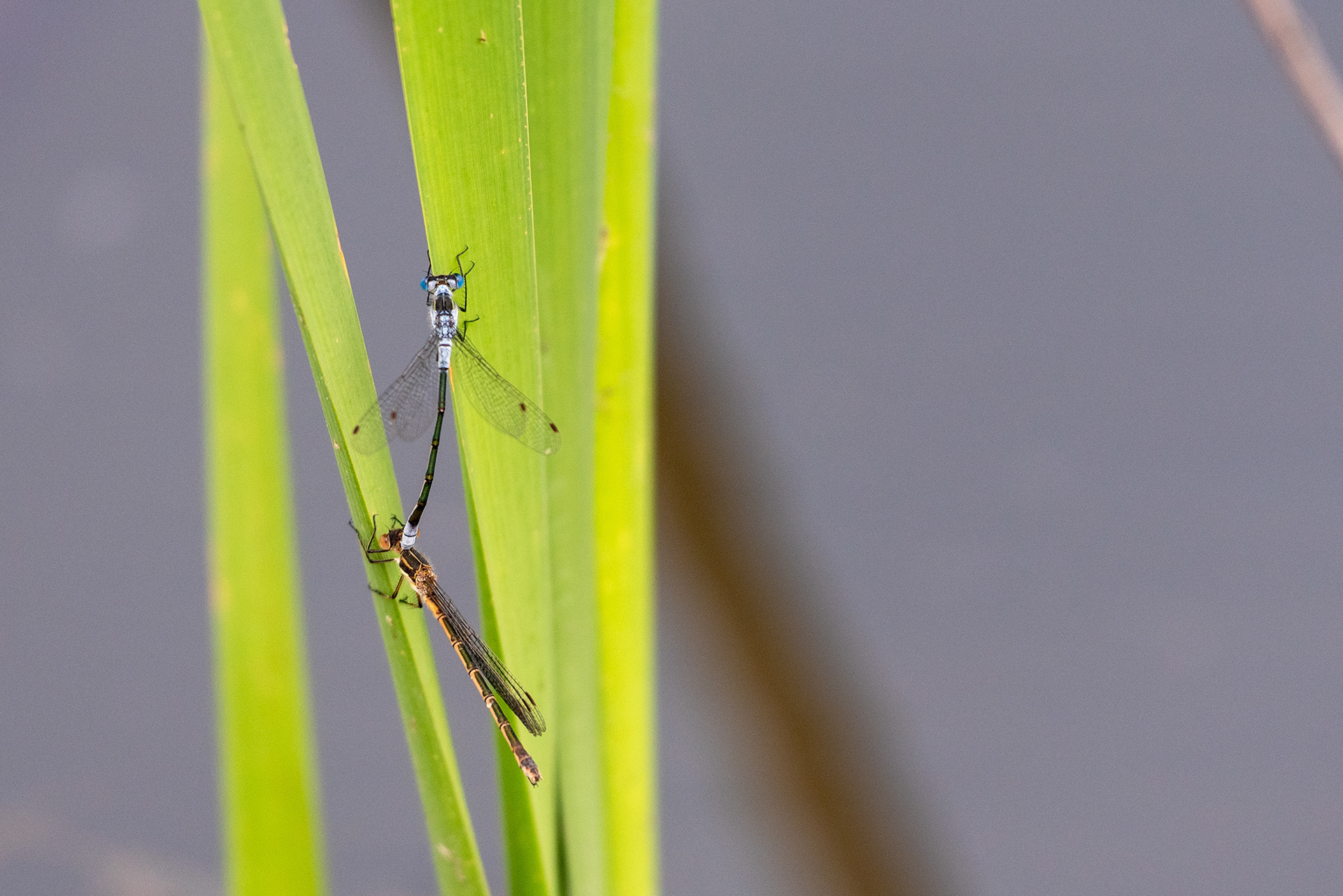 Insects