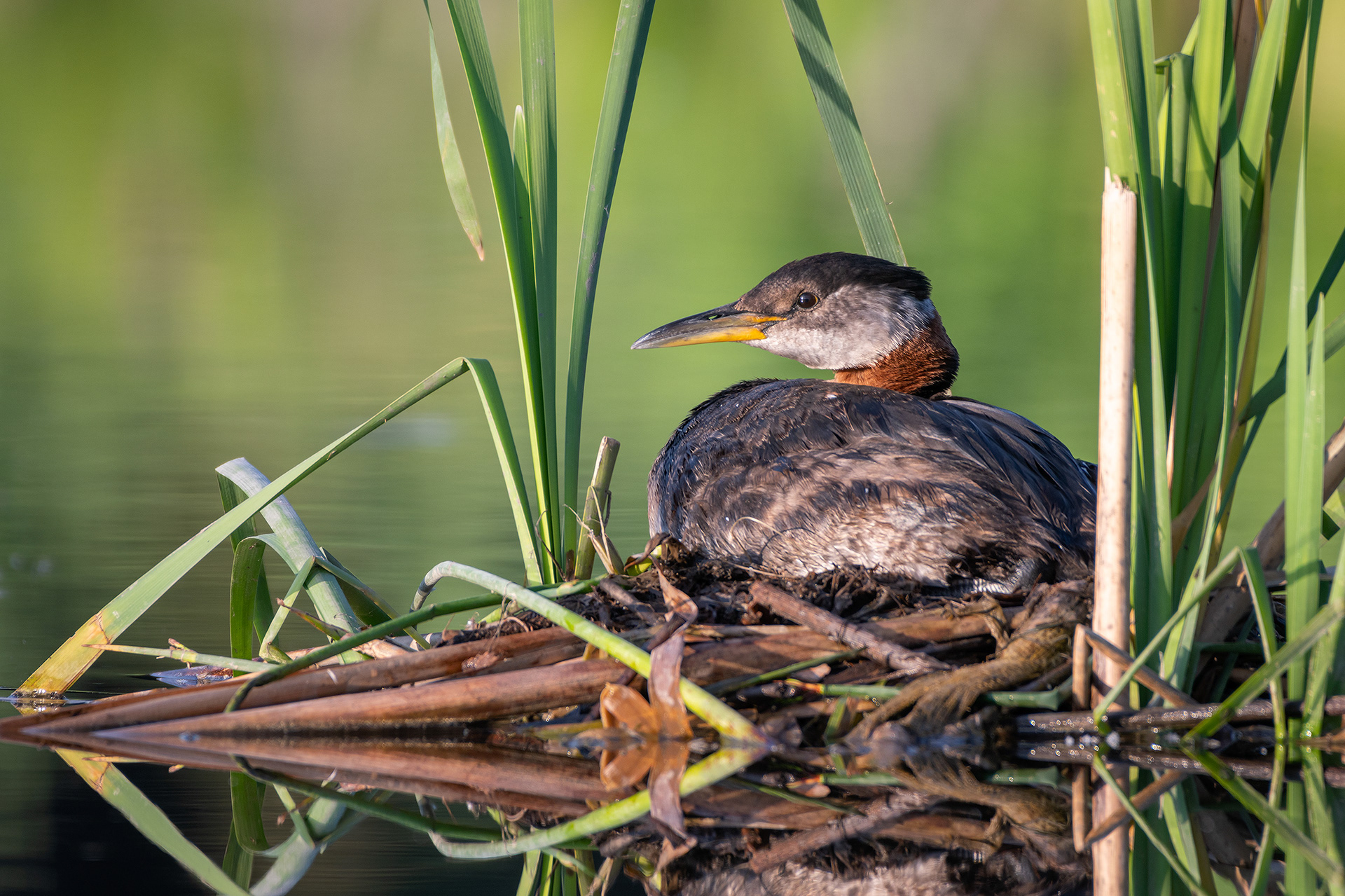 Red-necked Grebe, Marshall Springs ponds, Fish Creek Provincial Park, Calgary, AB
